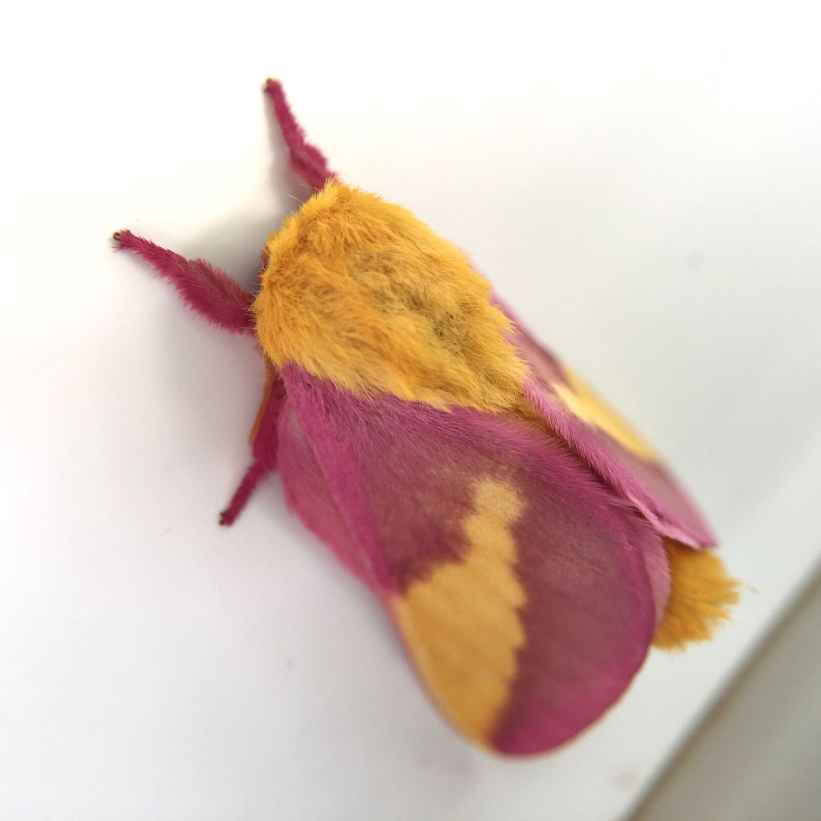 iPhone 6 Plus back camera 4.15mm f/2.2 sample photo. Rosy maple, moth, pink photography