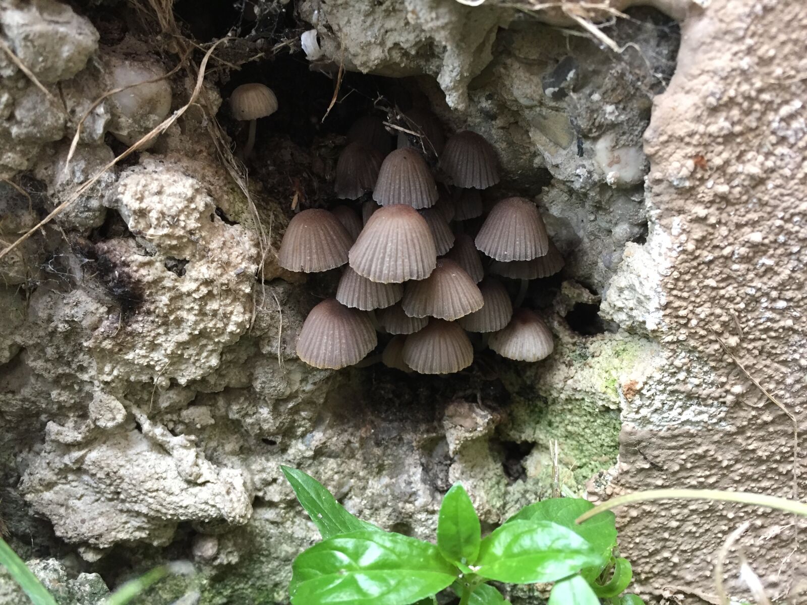 iPhone 6 back camera 4.15mm f/2.2 sample photo. Mushrooms, nature, forest photography