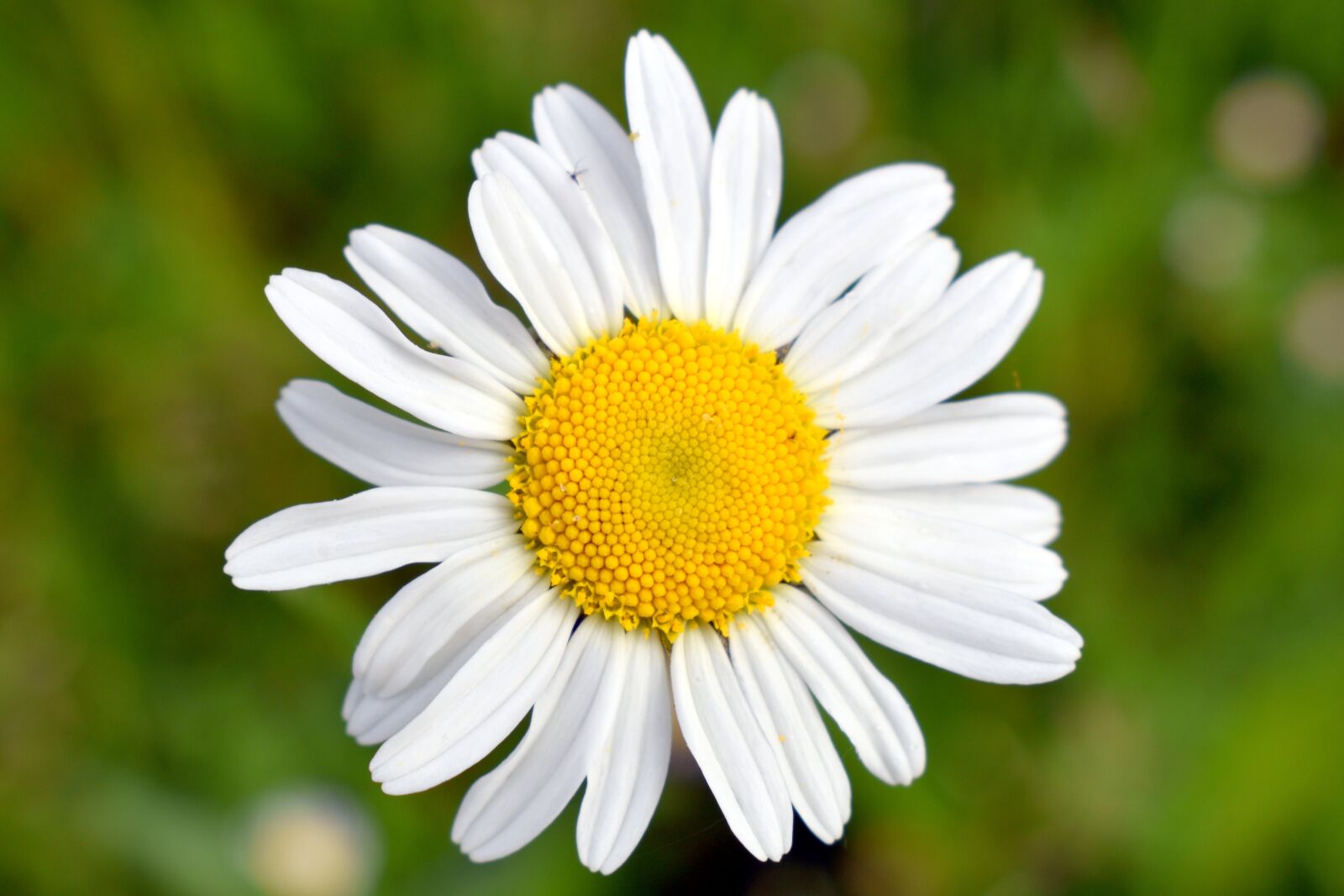 Nikon D3500 sample photo. Marguerite, flower, white photography