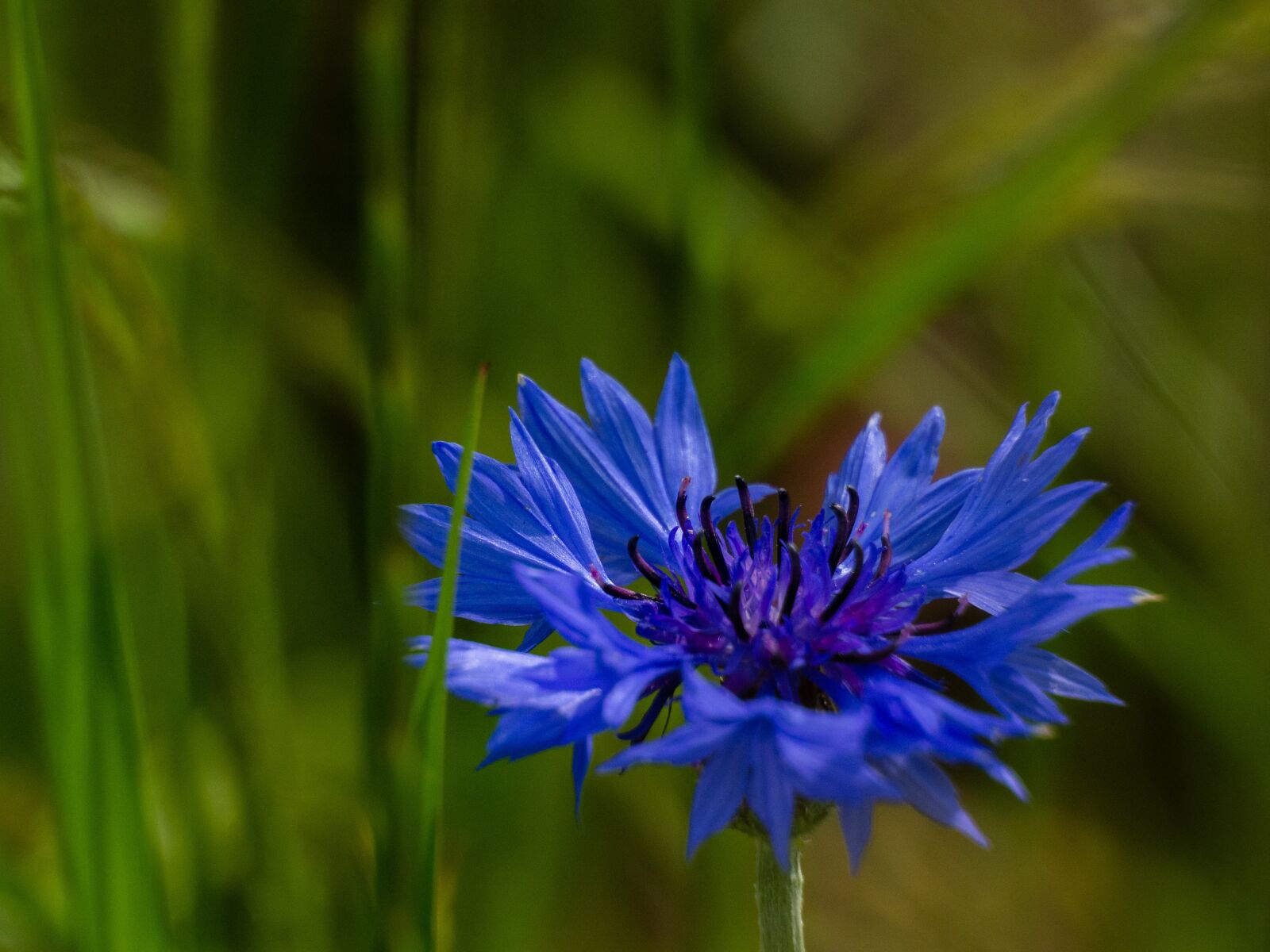 Olympus M.Zuiko Digital ED 12-200mm F3.5-6.3 sample photo. Flower, cornflower, blue photography