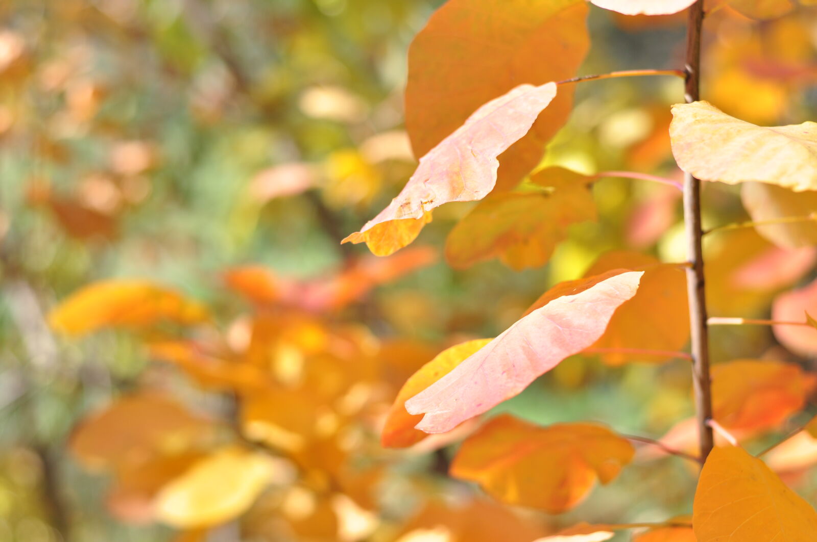 Nikon D5000 sample photo. Autumn, autumn, colours, autumn photography