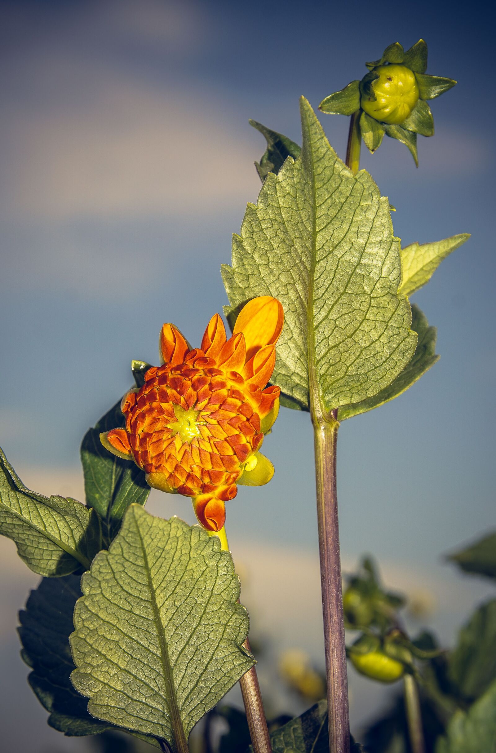 Sony ILCA-77M2 sample photo. Dahlia, blossom, bloom photography