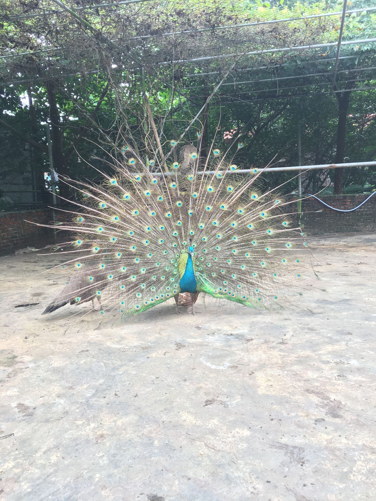 Apple iPhone 6s sample photo. Peacock, the opening screen photography