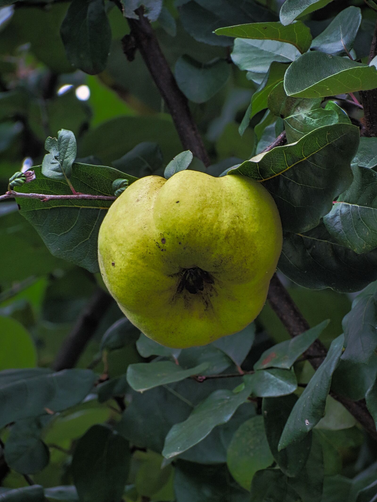 Canon PowerShot SX40 HS sample photo. Quince, jam, food photography
