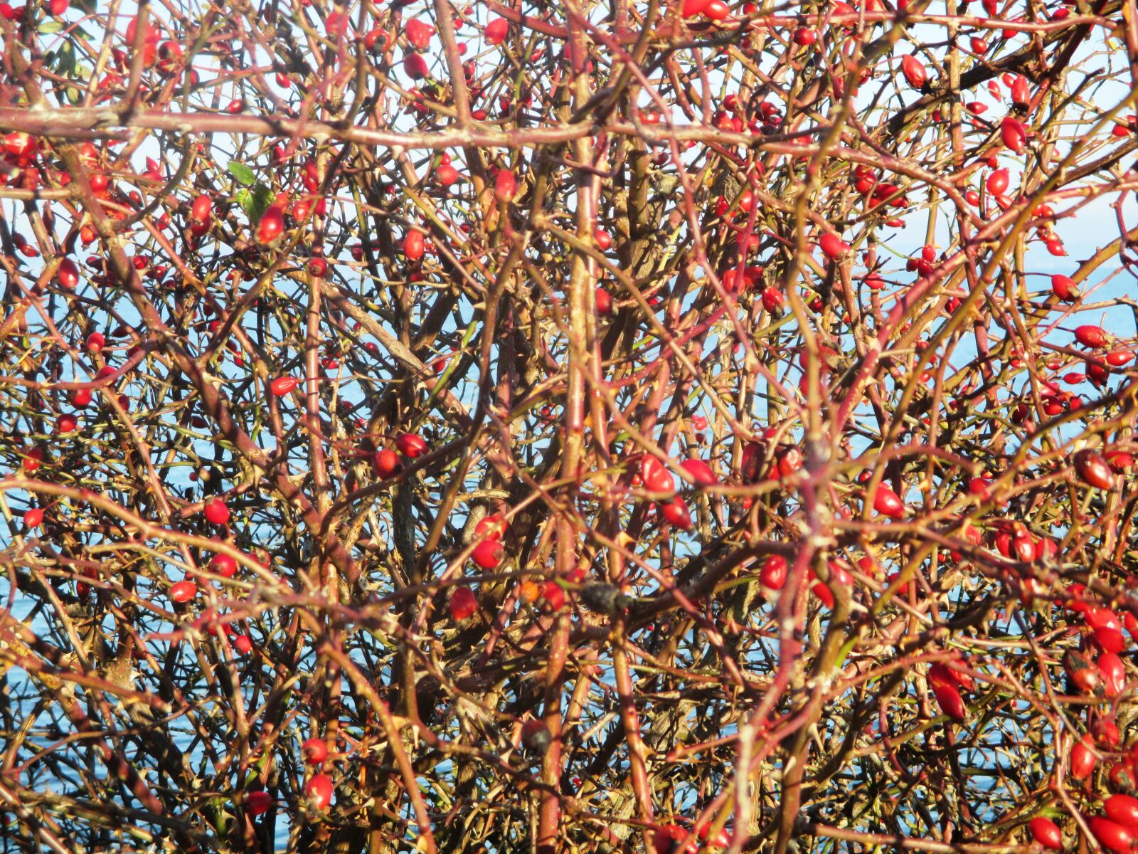 Canon PowerShot ELPH 115 IS (IXUS 132 / IXY 90F) sample photo. Rose hip, wild rose photography