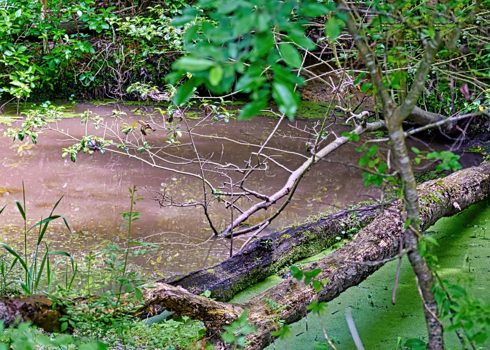 Nikon D3300 sample photo. Marsh, water, swamp photography