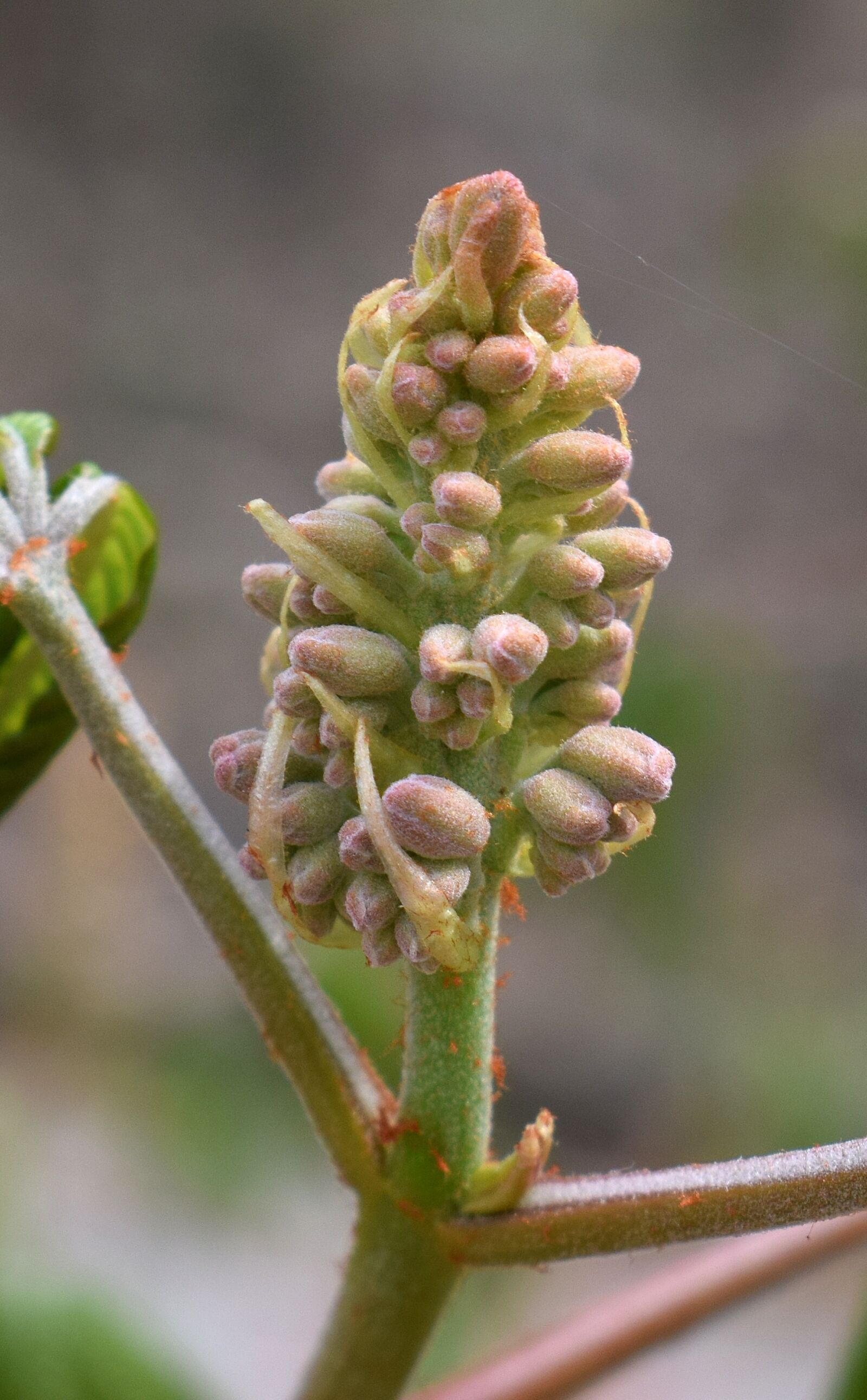 Nikon D3300 sample photo. Flower spike, japanese, chestnut photography