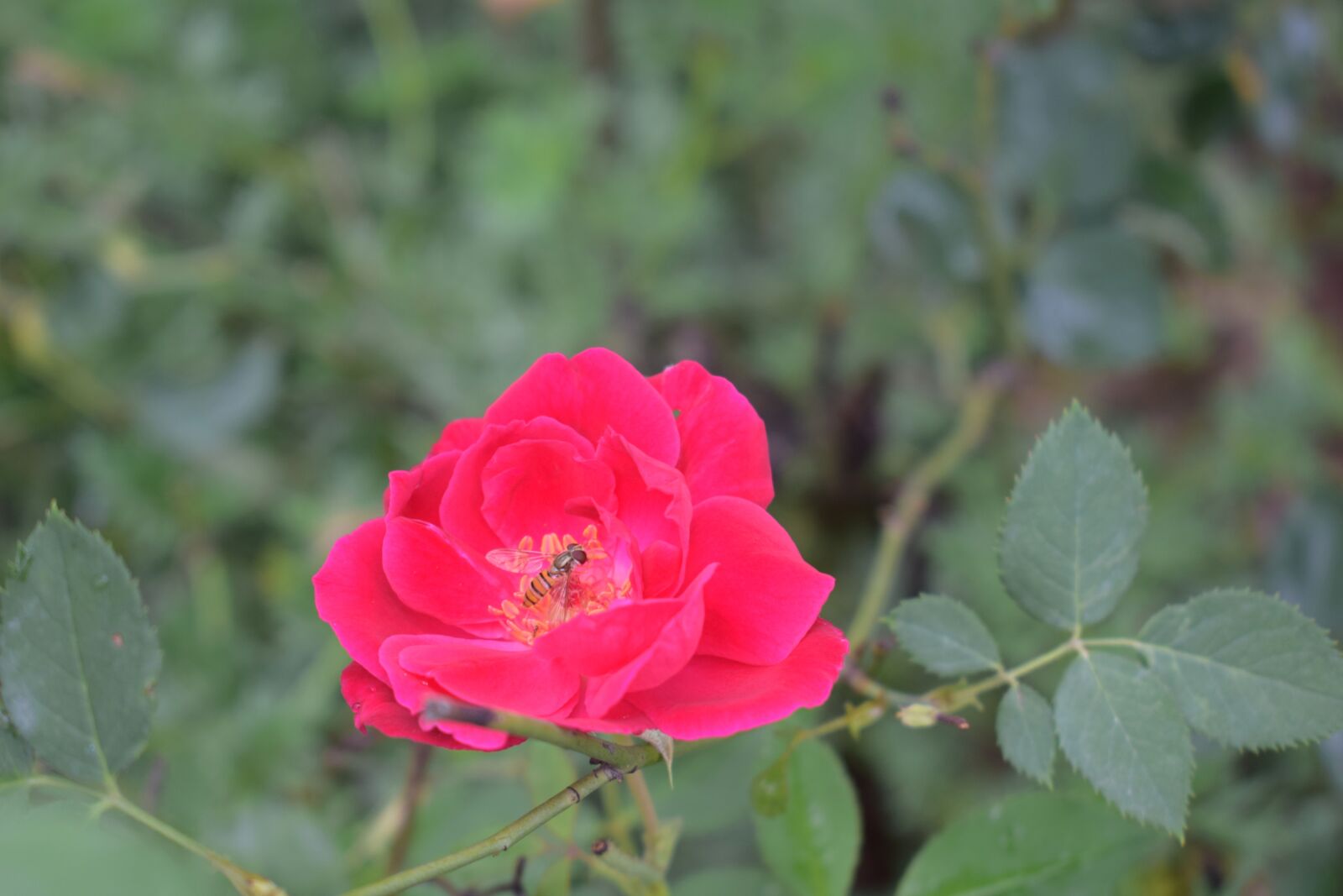 Nikon D3300 sample photo. Rose, flower, nature photography