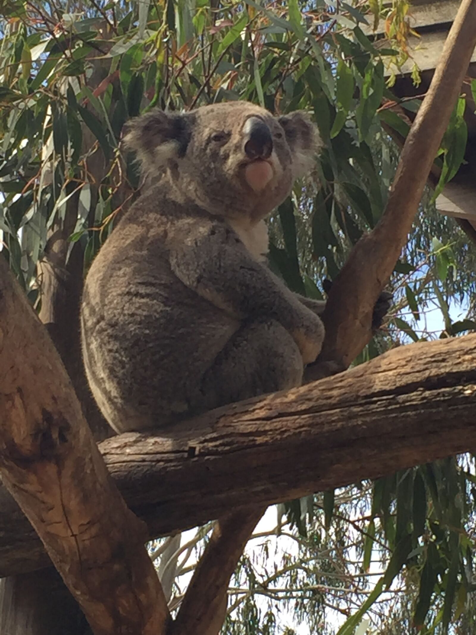 iPhone 6 back camera 4.15mm f/2.2 sample photo. Koala, maru, park, australia photography