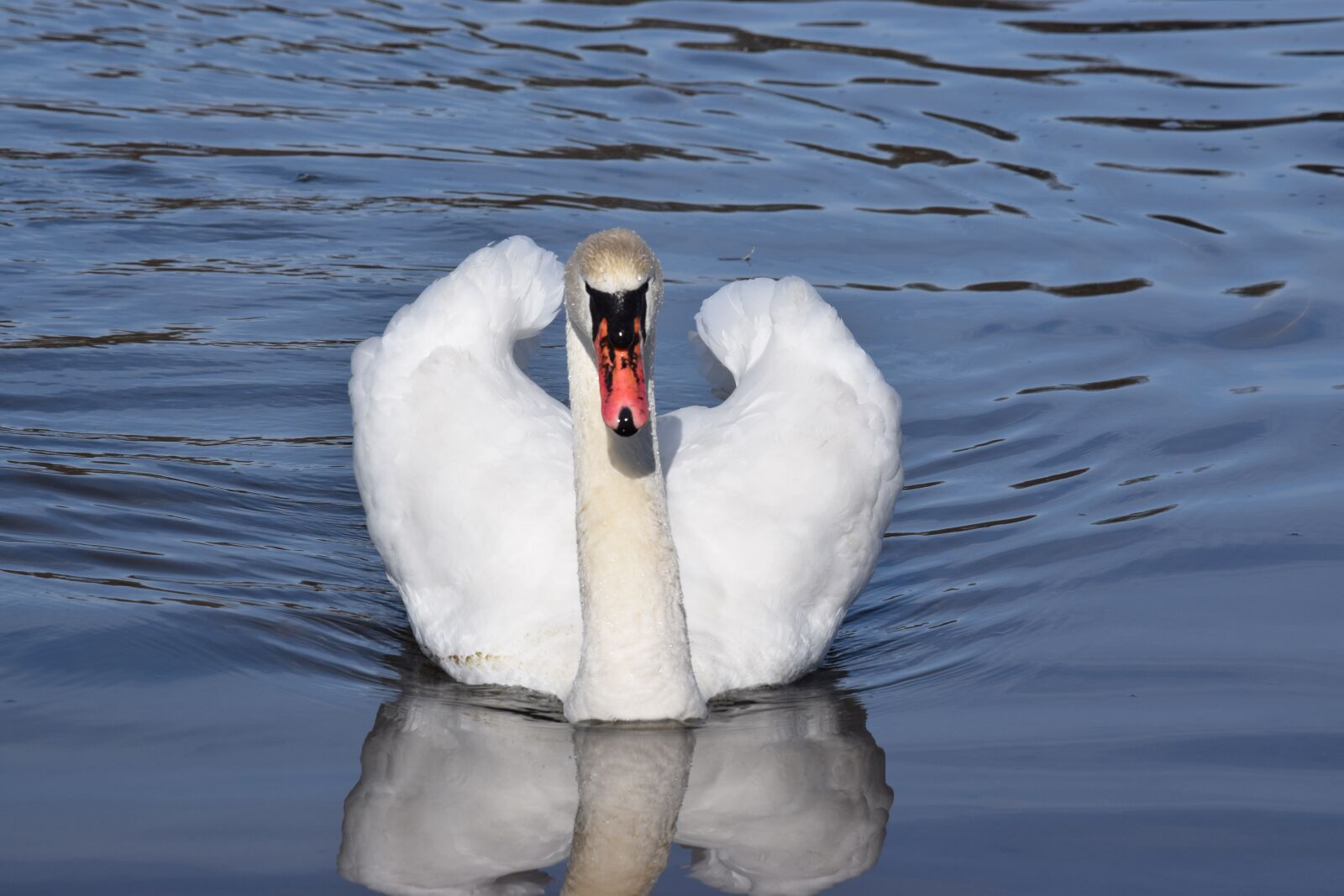 Nikon D5300 sample photo. Birds, lake, man photography