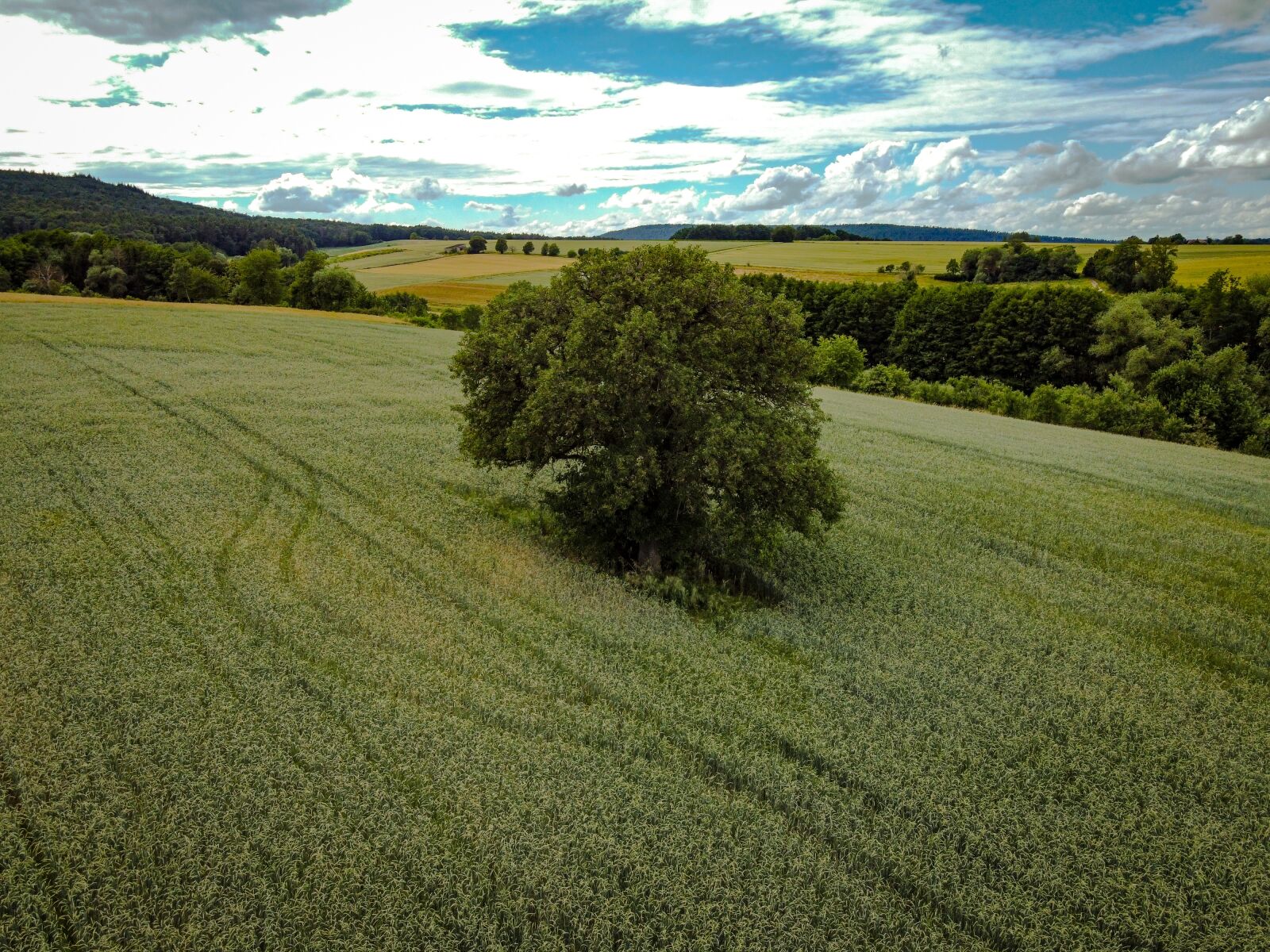 DJI FC7203 sample photo. Tree, nature, green photography