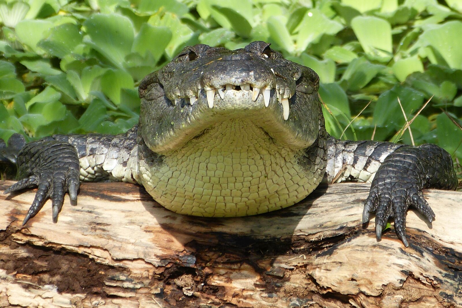 Panasonic Lumix DMC-FZ150 sample photo. Crocodile, risk, reptile photography