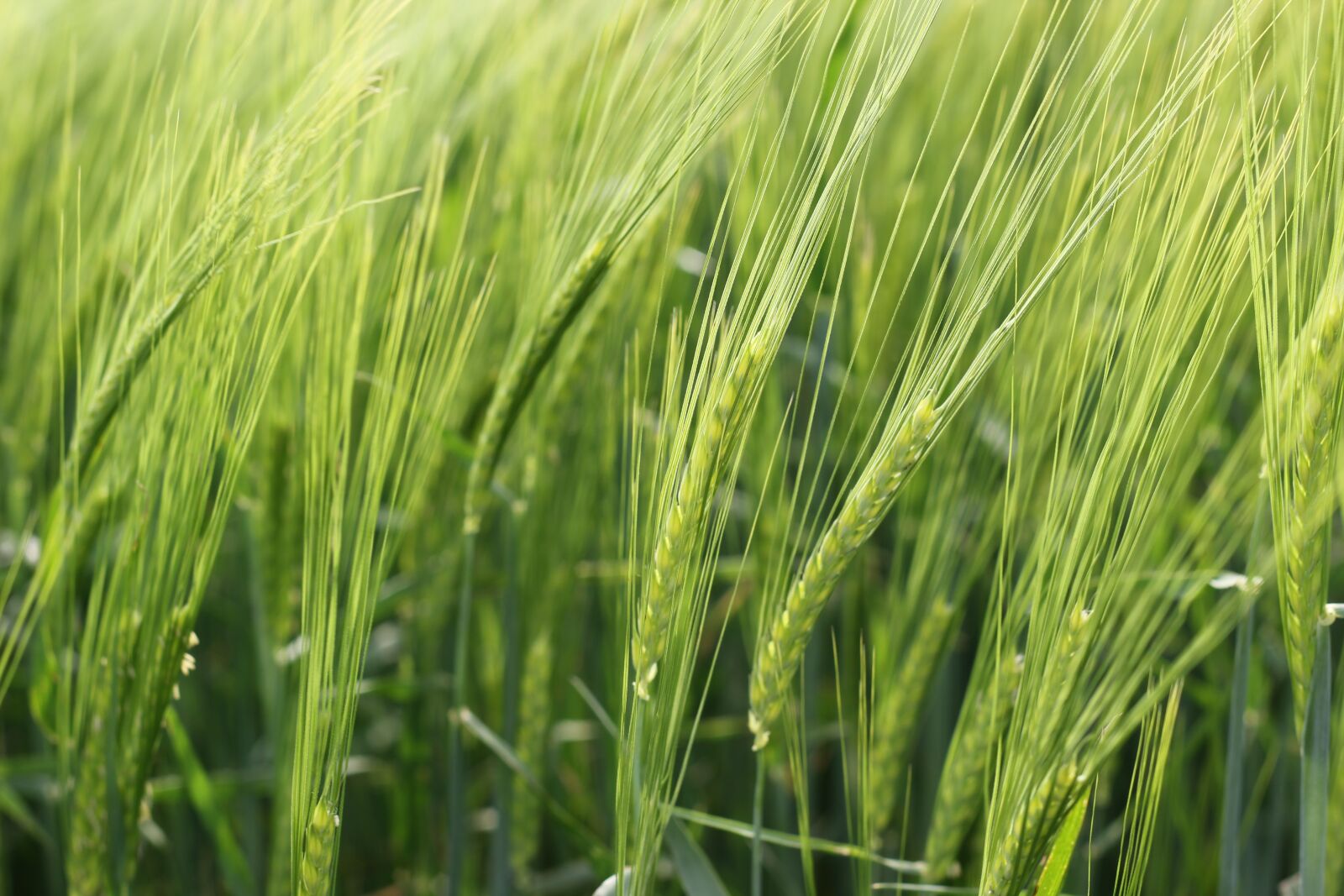 Canon EOS 550D (EOS Rebel T2i / EOS Kiss X4) sample photo. Barley, plant, agriculture photography