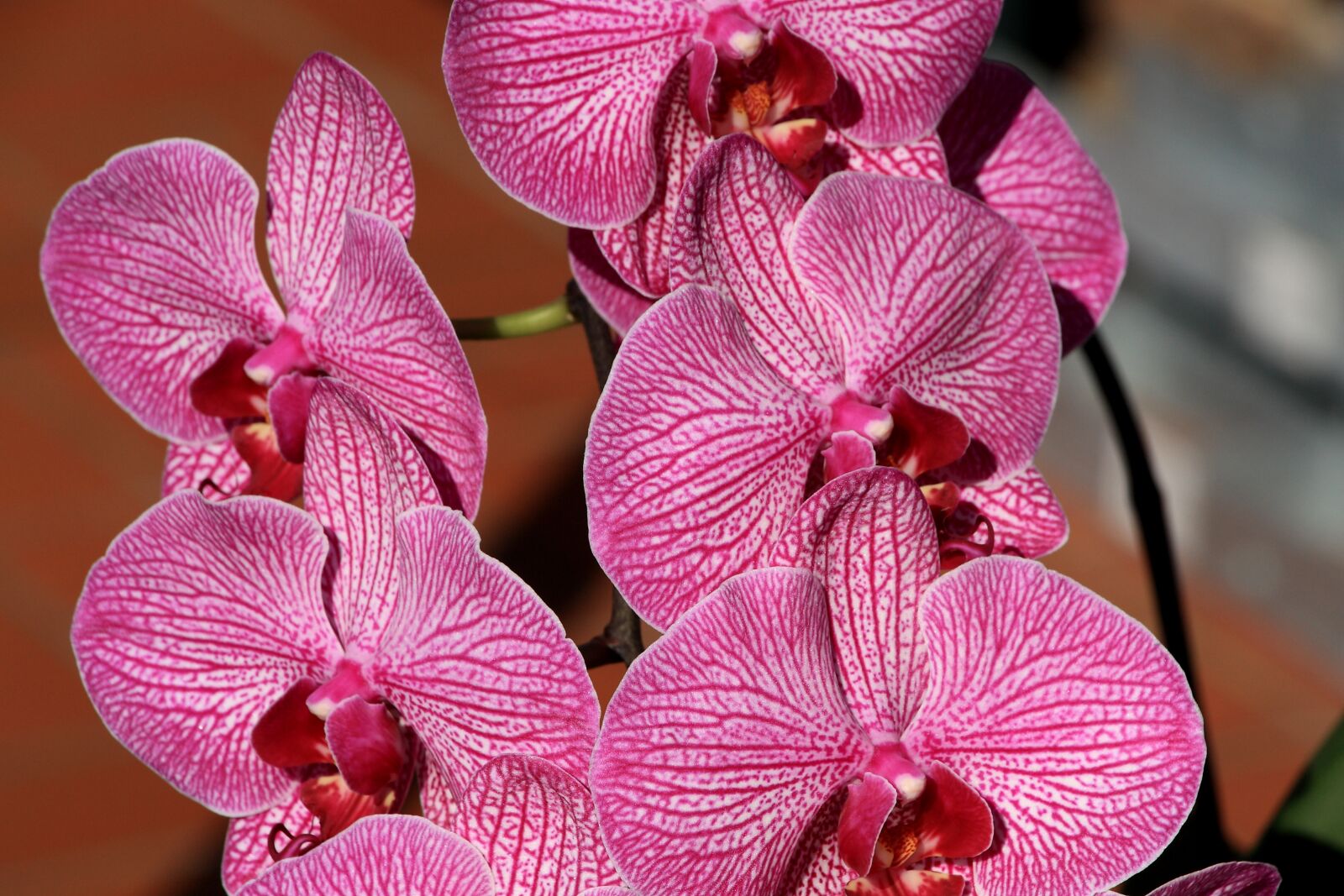 Canon EOS 450D (EOS Rebel XSi / EOS Kiss X2) sample photo. Orchid, close up, blossom photography
