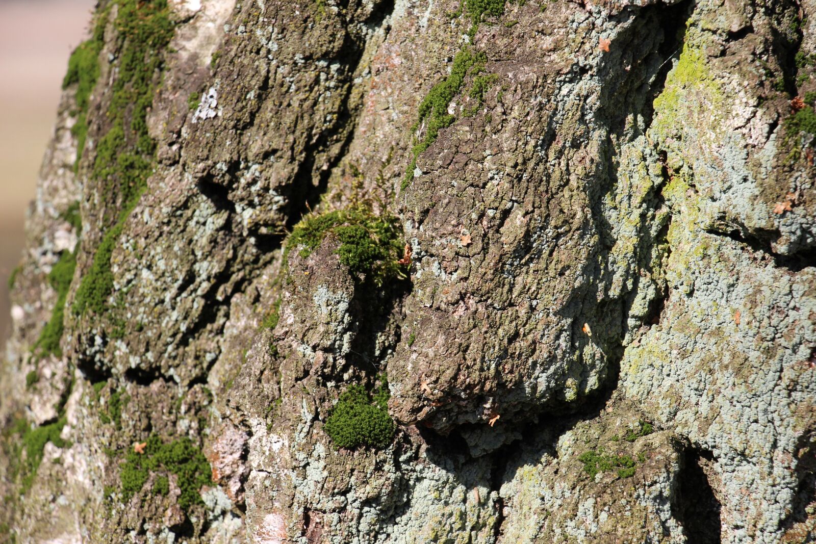 Canon EOS 700D (EOS Rebel T5i / EOS Kiss X7i) sample photo. Tree, bark, log photography