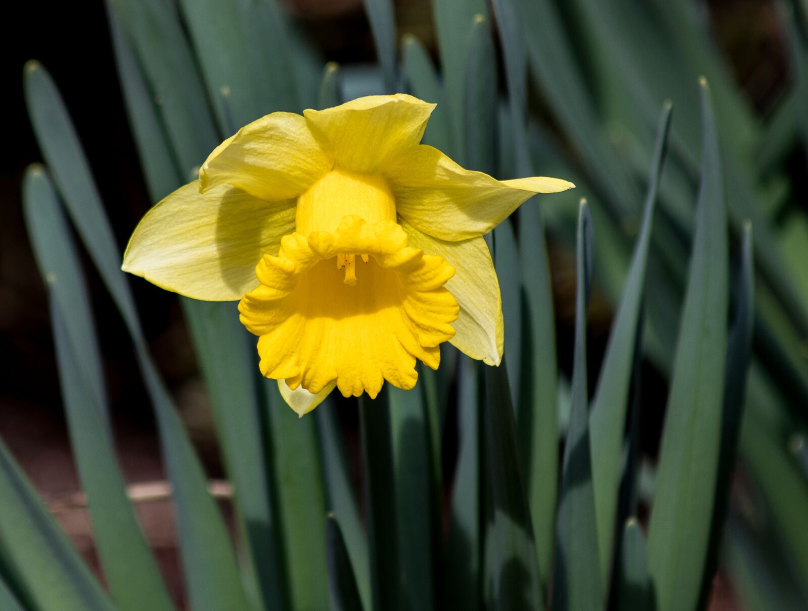 Canon EOS 80D + Canon EF 70-300mm F4-5.6 IS USM sample photo. Daffodil, narcissus, flower photography