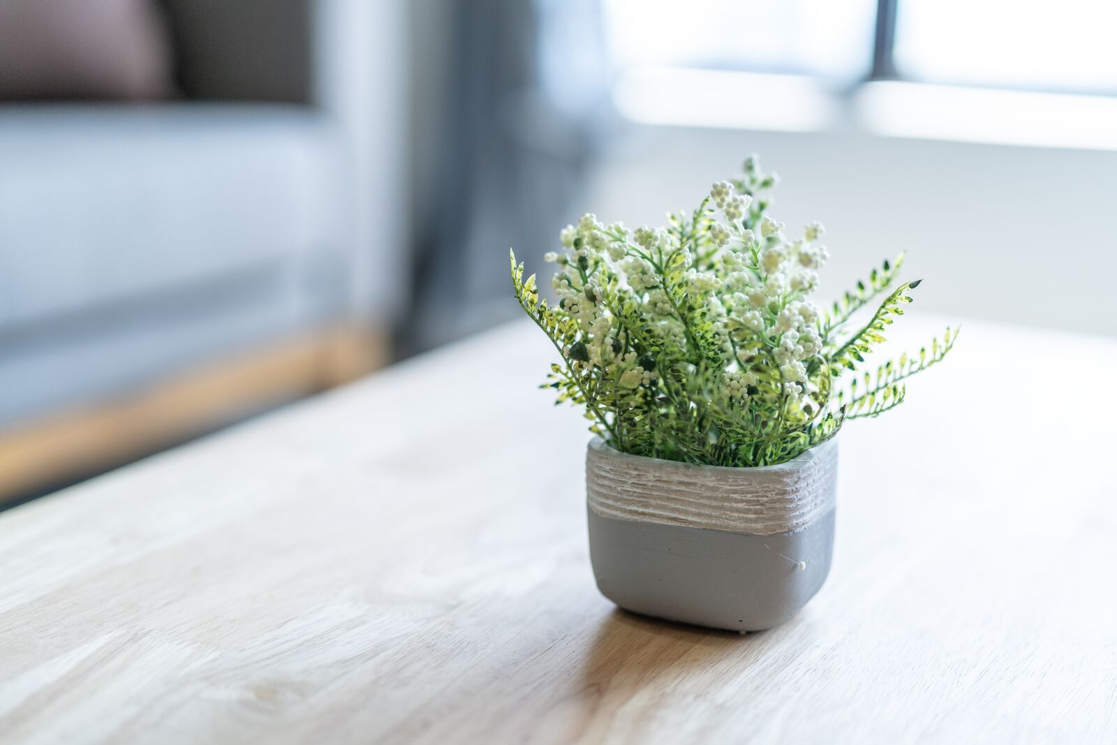 Sony a7 III + Sony Planar T* FE 50mm F1.4 ZA sample photo. Plants, natural, room photography