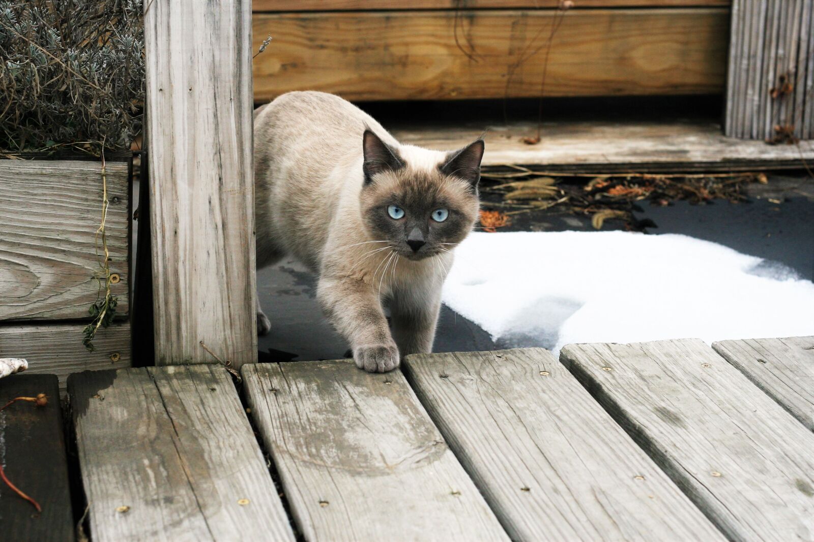 Canon EOS 30D sample photo. Wood, animals, outdoors photography