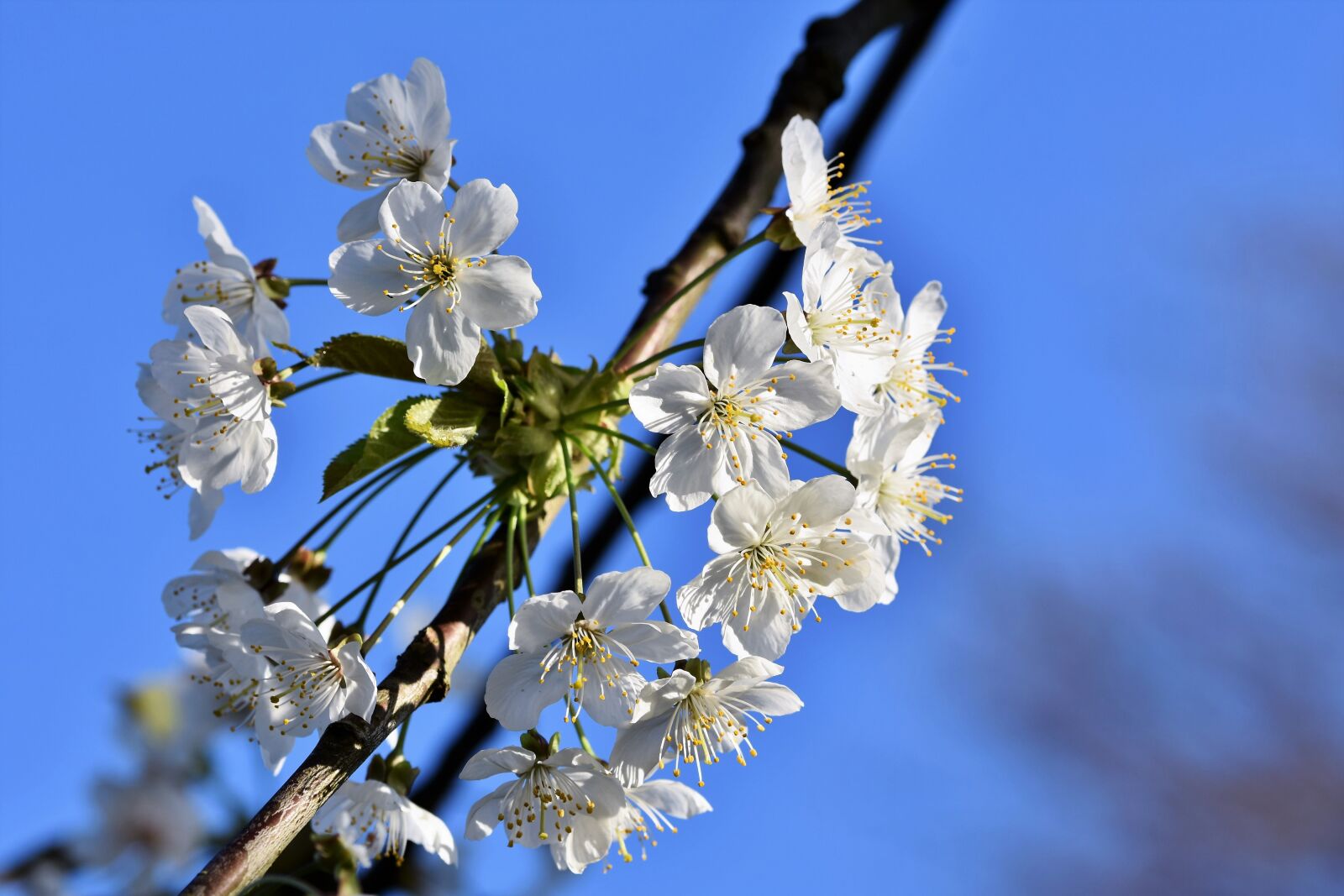 Nikon D7200 sample photo. Apple blossoms, apple tree photography