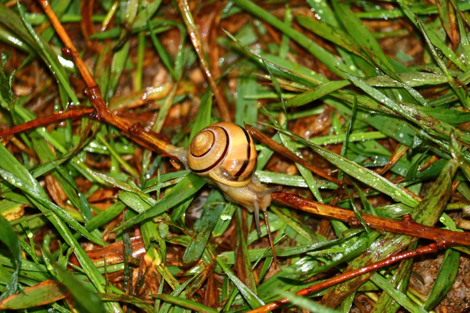 Canon EOS 750D (EOS Rebel T6i / EOS Kiss X8i) sample photo. Snail, grass, green photography