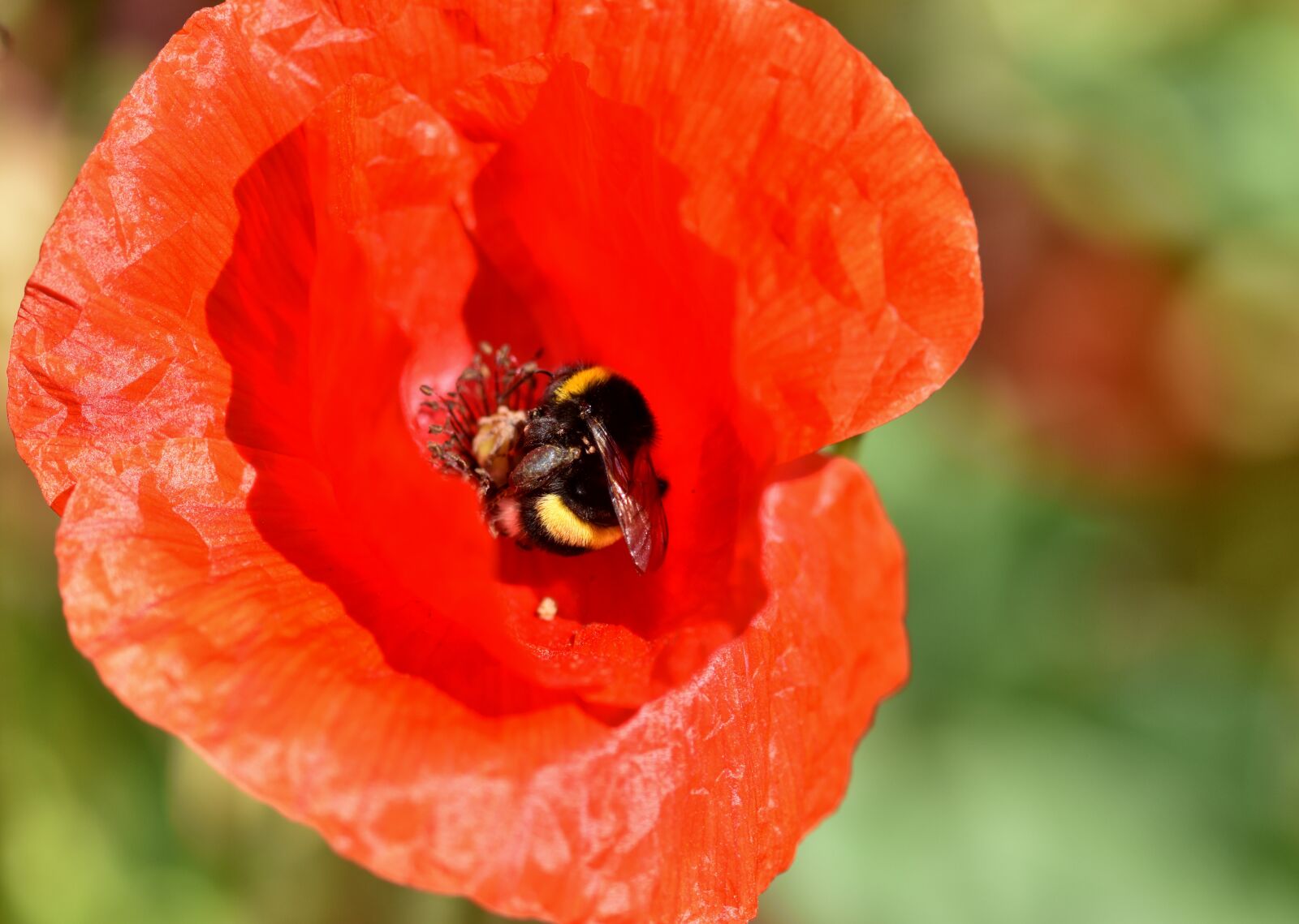 Nikon D7200 sample photo. Poppy, hummel, insect photography