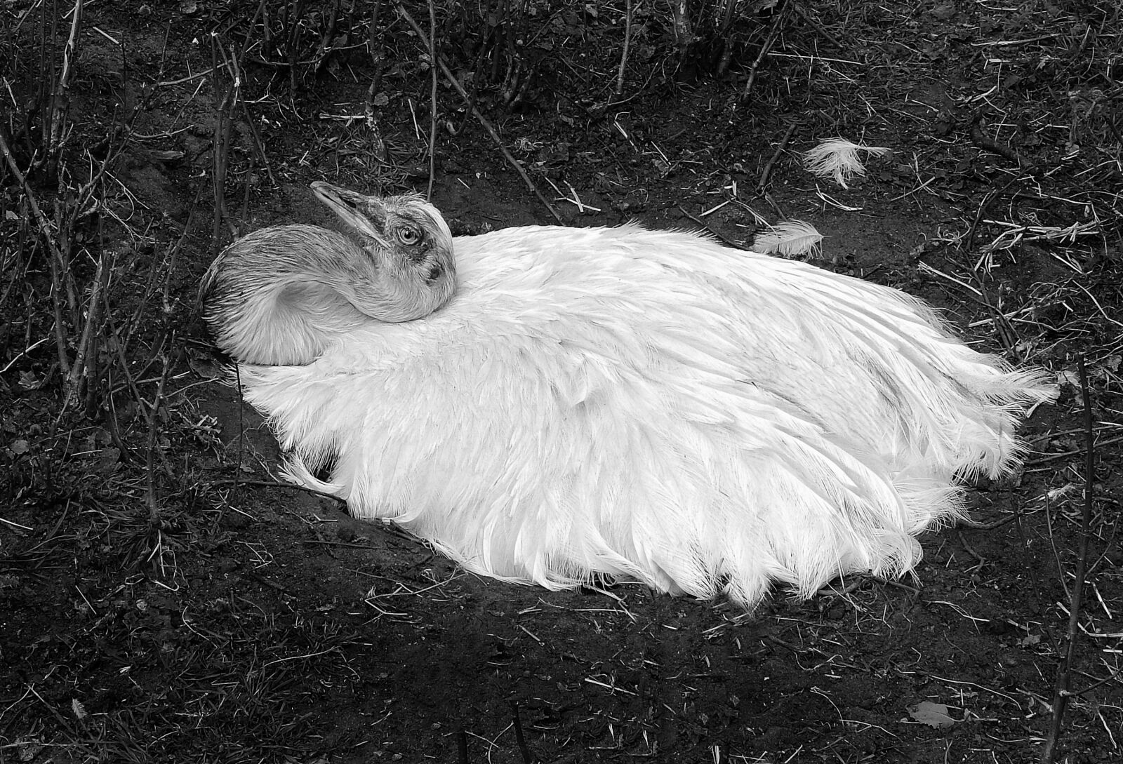 Nikon Coolpix P900 sample photo. Greater rhea, flightless bird photography