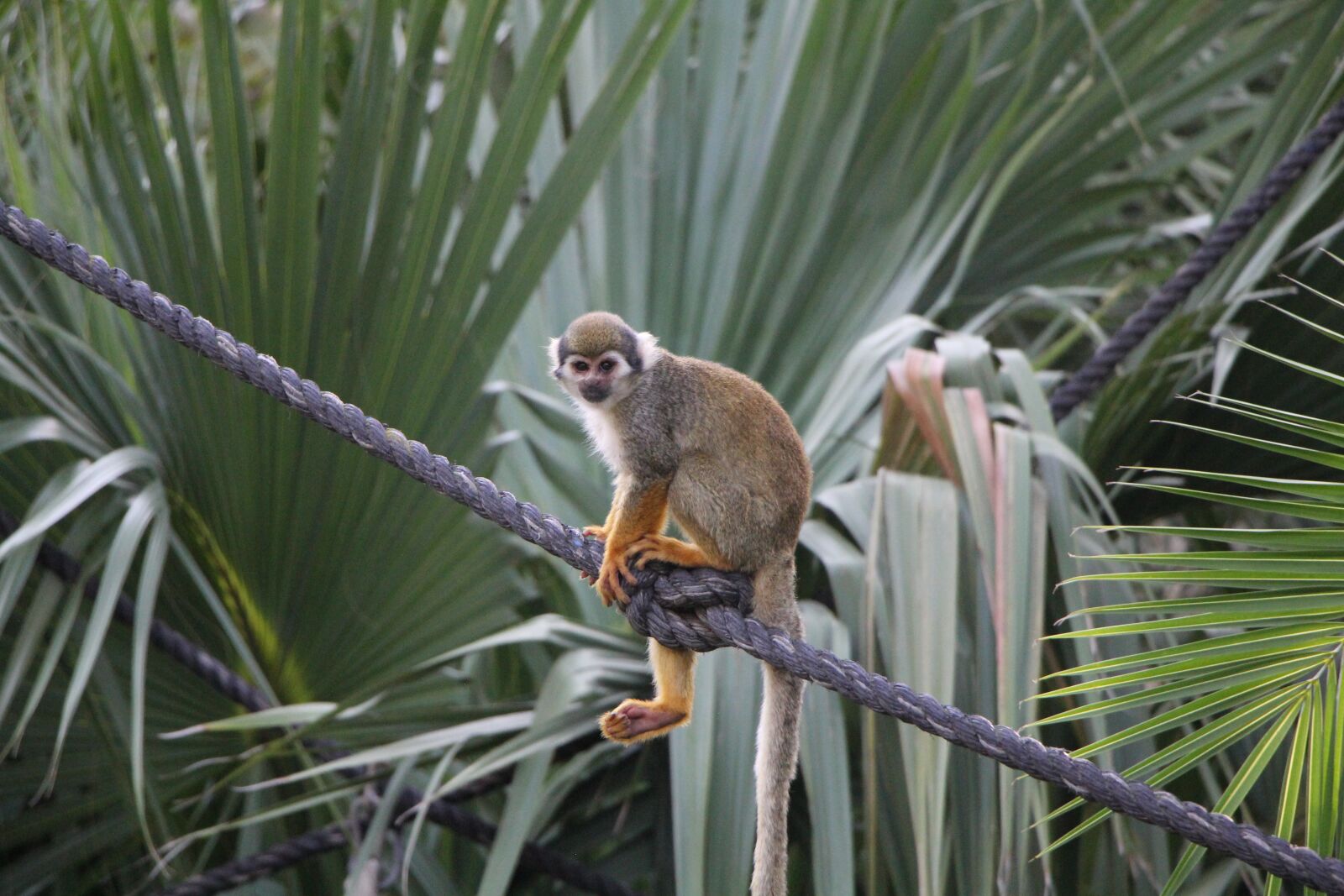 Canon EOS 60D sample photo. Singe, sa miri, des photography