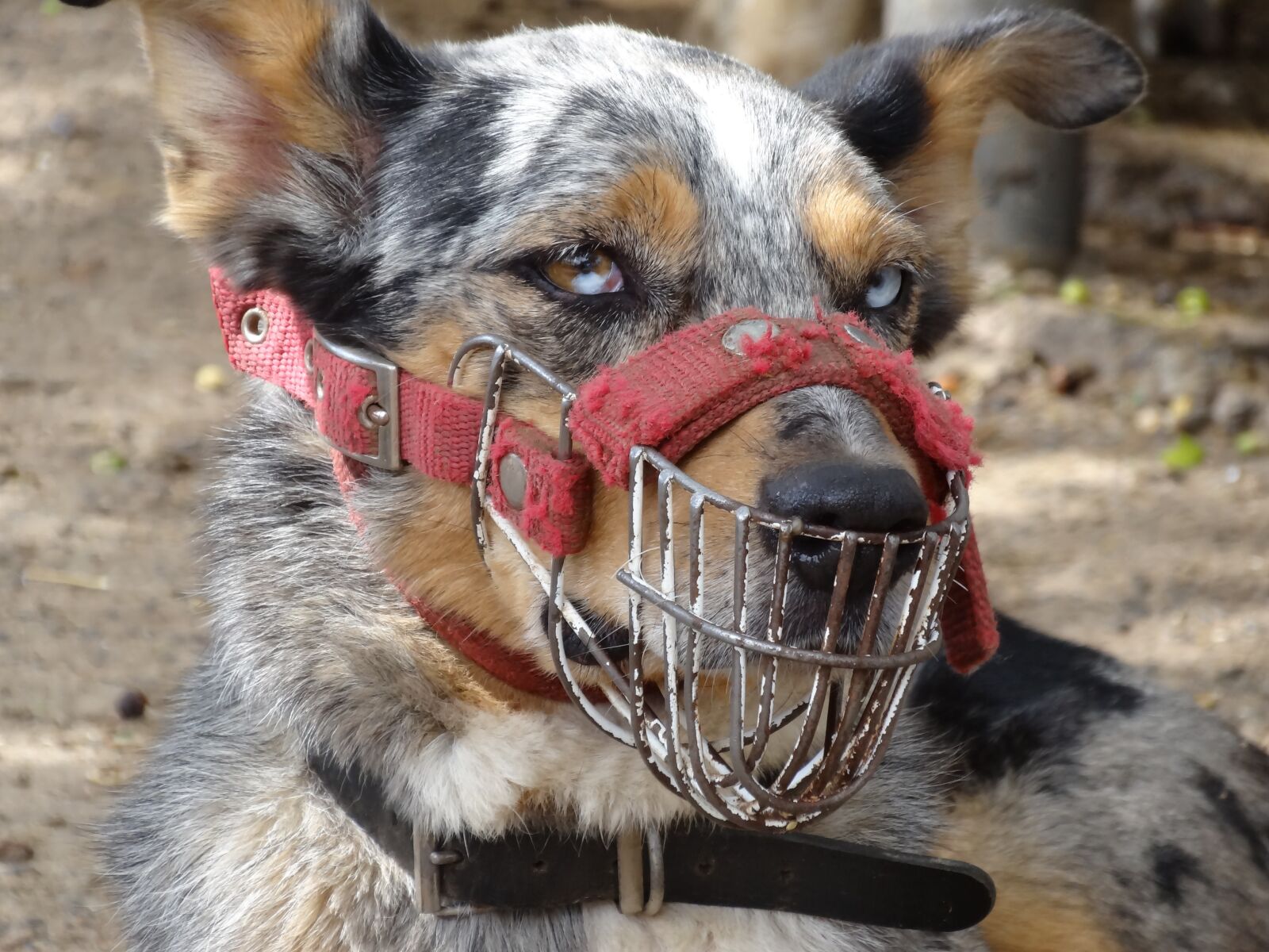 Sony Cyber-shot DSC-HX20V sample photo. Dog, australia, muzzle photography