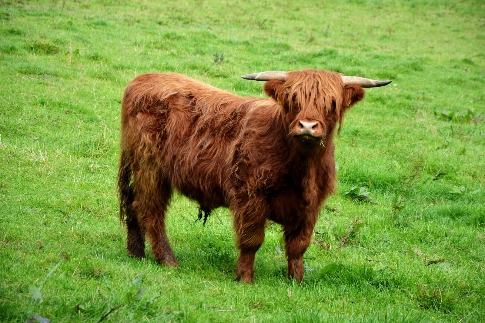 Nikon D3200 sample photo. Highlandrind, pasture, brown photography