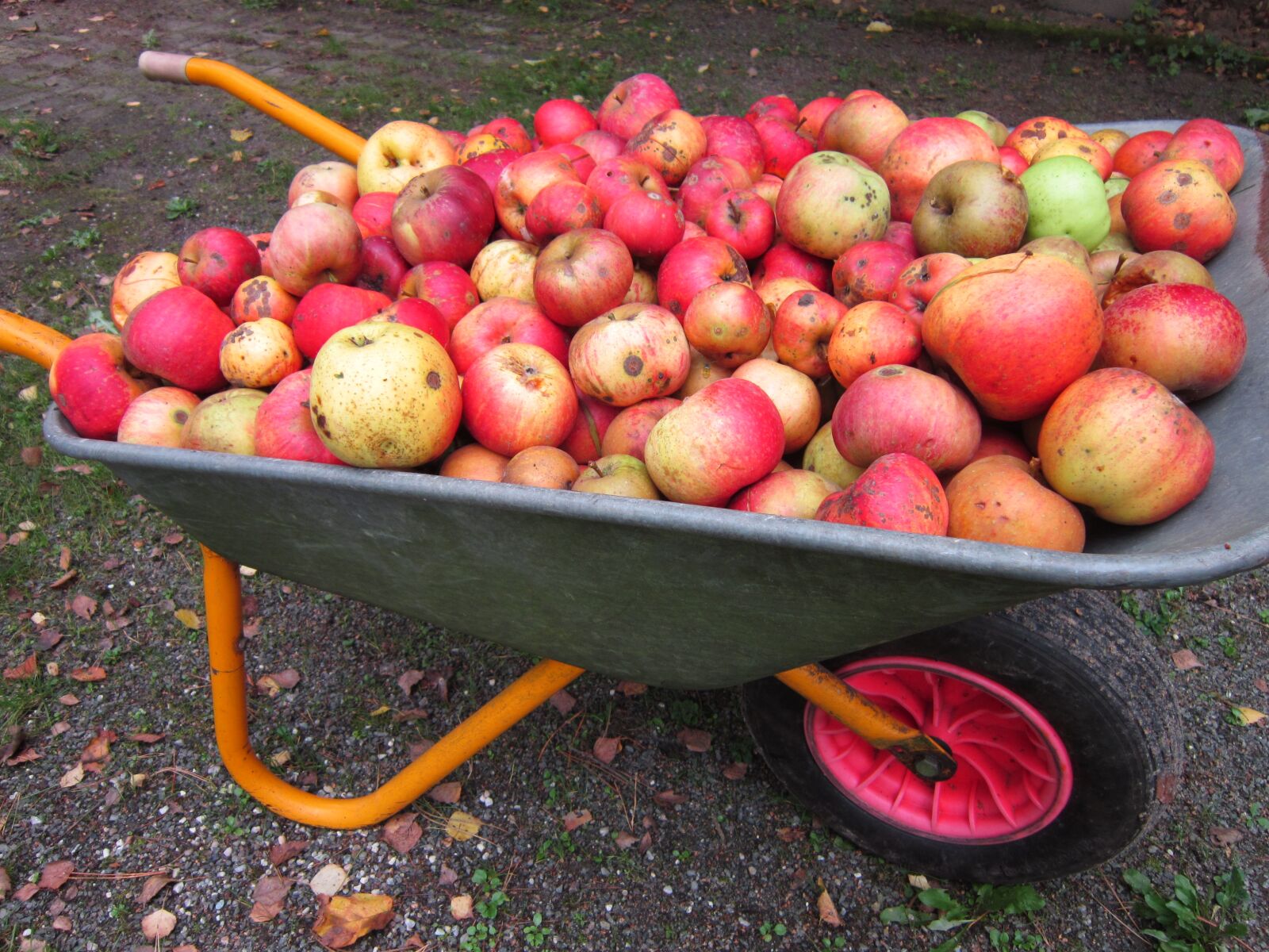 Canon PowerShot A3300 IS sample photo. Apples, barrow, fruits, green photography
