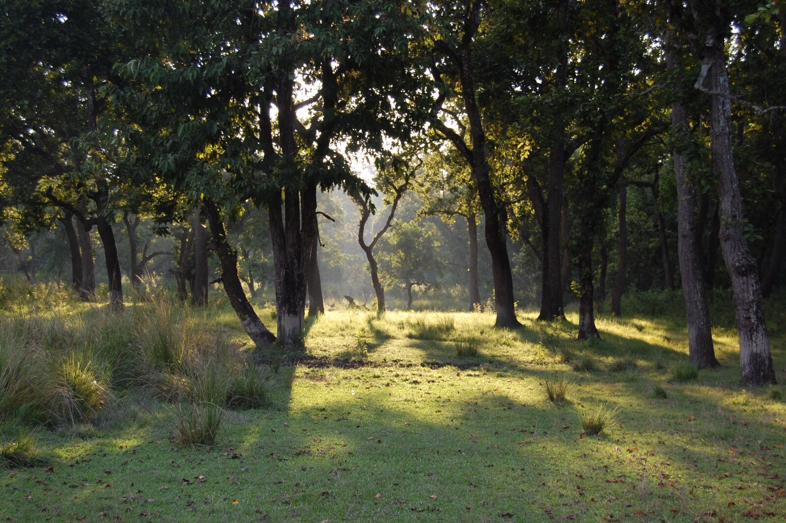 Nikon D40 sample photo. Tree, landscape, nature photography