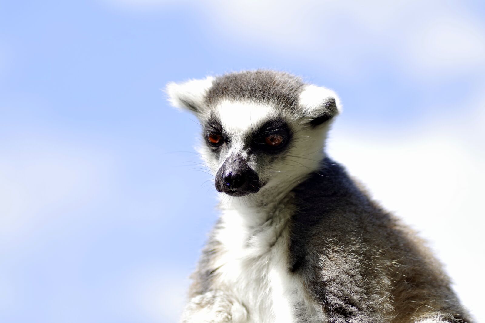 Pentax K-S2 sample photo. Lemur katta, mammal, animal photography