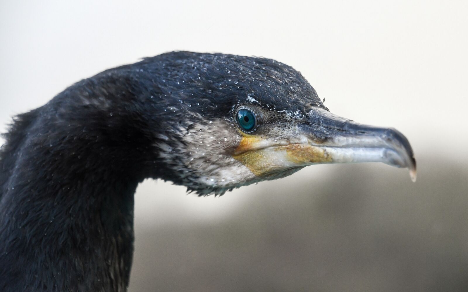 Nikon D500 sample photo. Cormorant, bird, animal photography