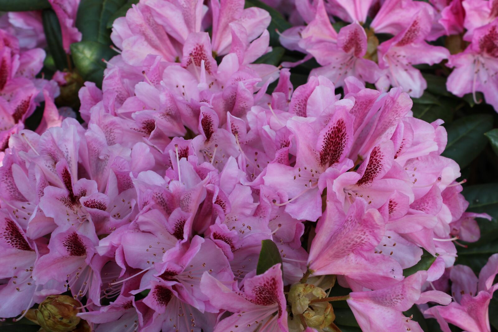 Canon EOS 600D (Rebel EOS T3i / EOS Kiss X5) sample photo. Flowers, rododendron, close up photography