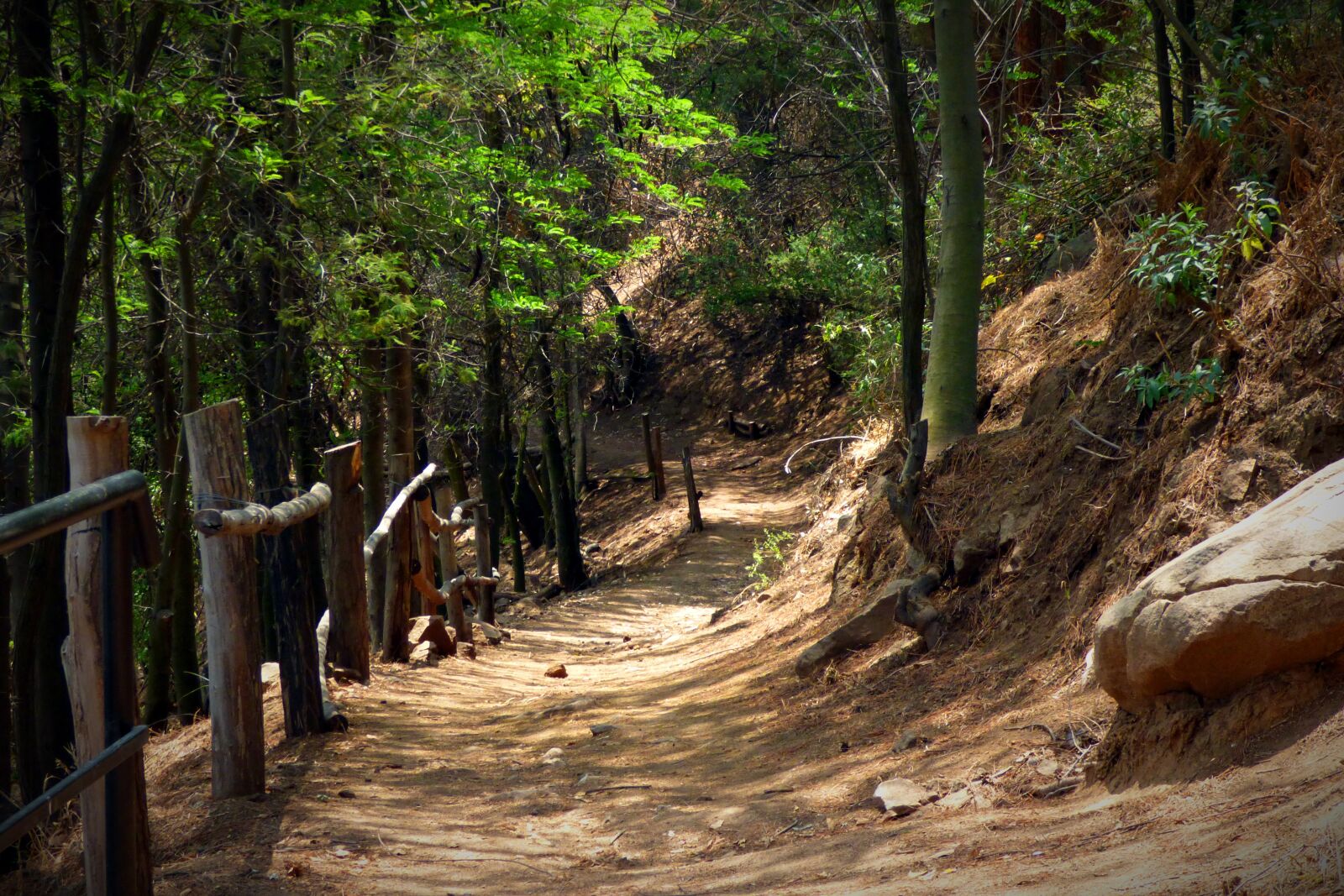 Panasonic Lumix DMC-FZ70 sample photo. Forest, trees, trail photography