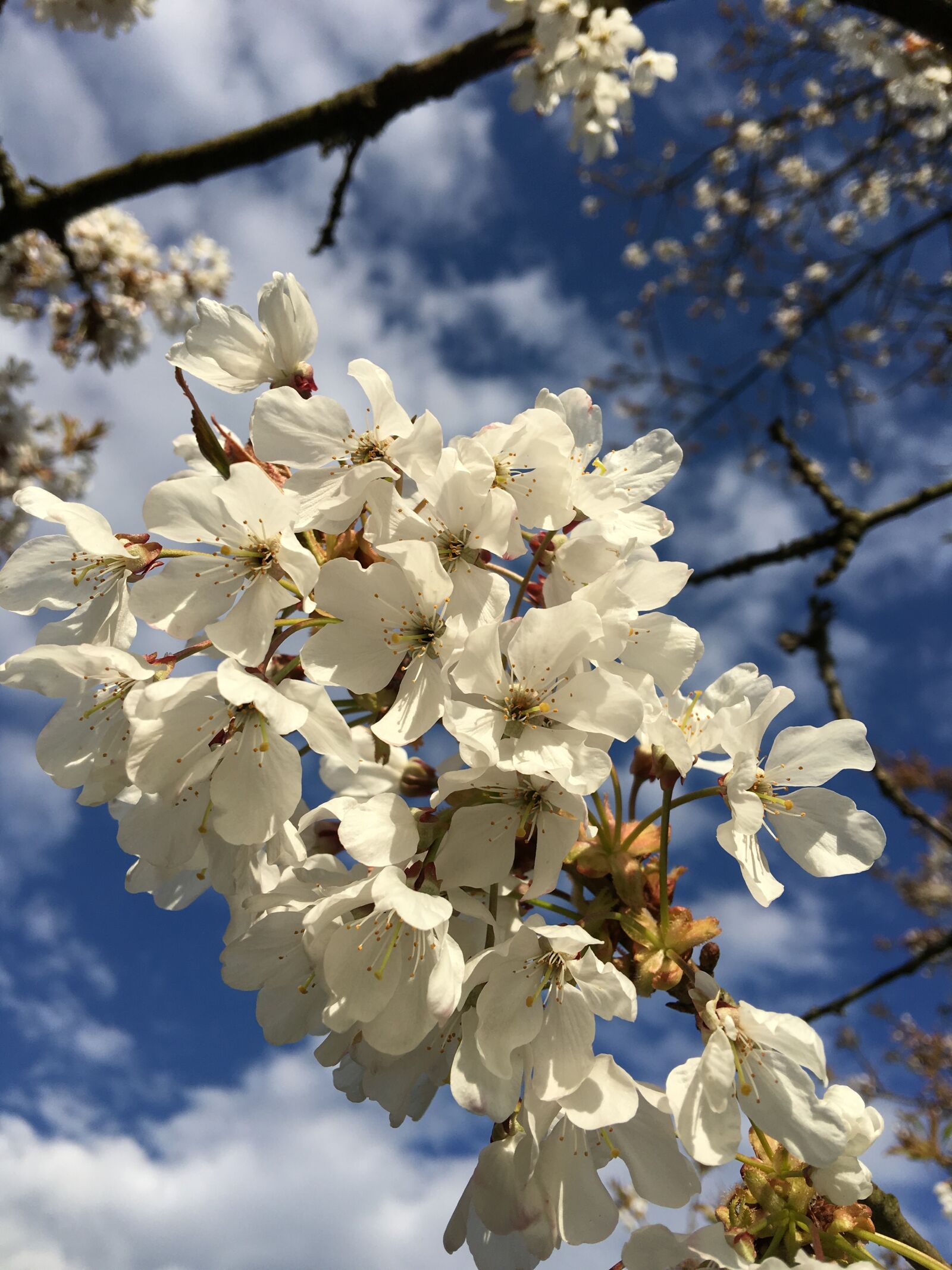 Apple iPhone 6s Plus sample photo. Blossom, sky, flower photography