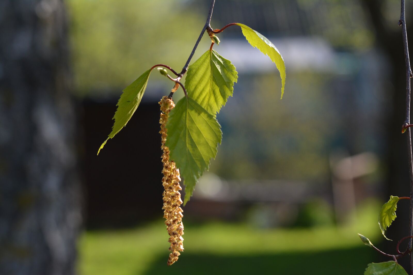 Nikon D5200 sample photo. Spring, birch, sheet photography