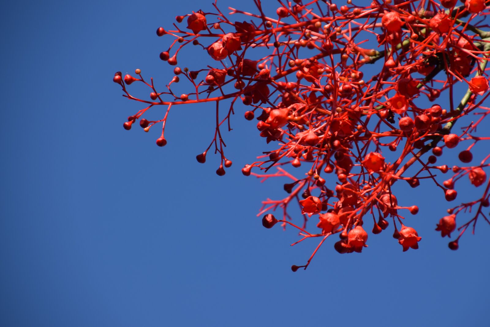 Nikon D5300 sample photo. Flame tree, red, summer photography
