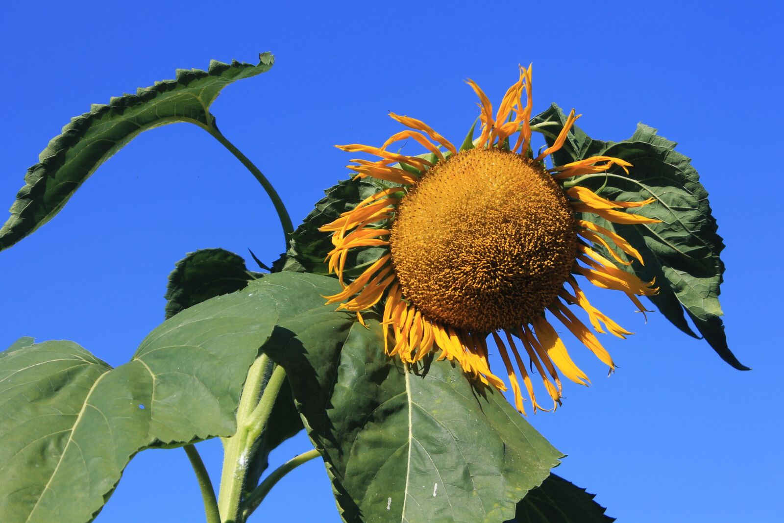 Canon EOS 1100D (EOS Rebel T3 / EOS Kiss X50) sample photo. Giant sun flower, plant photography