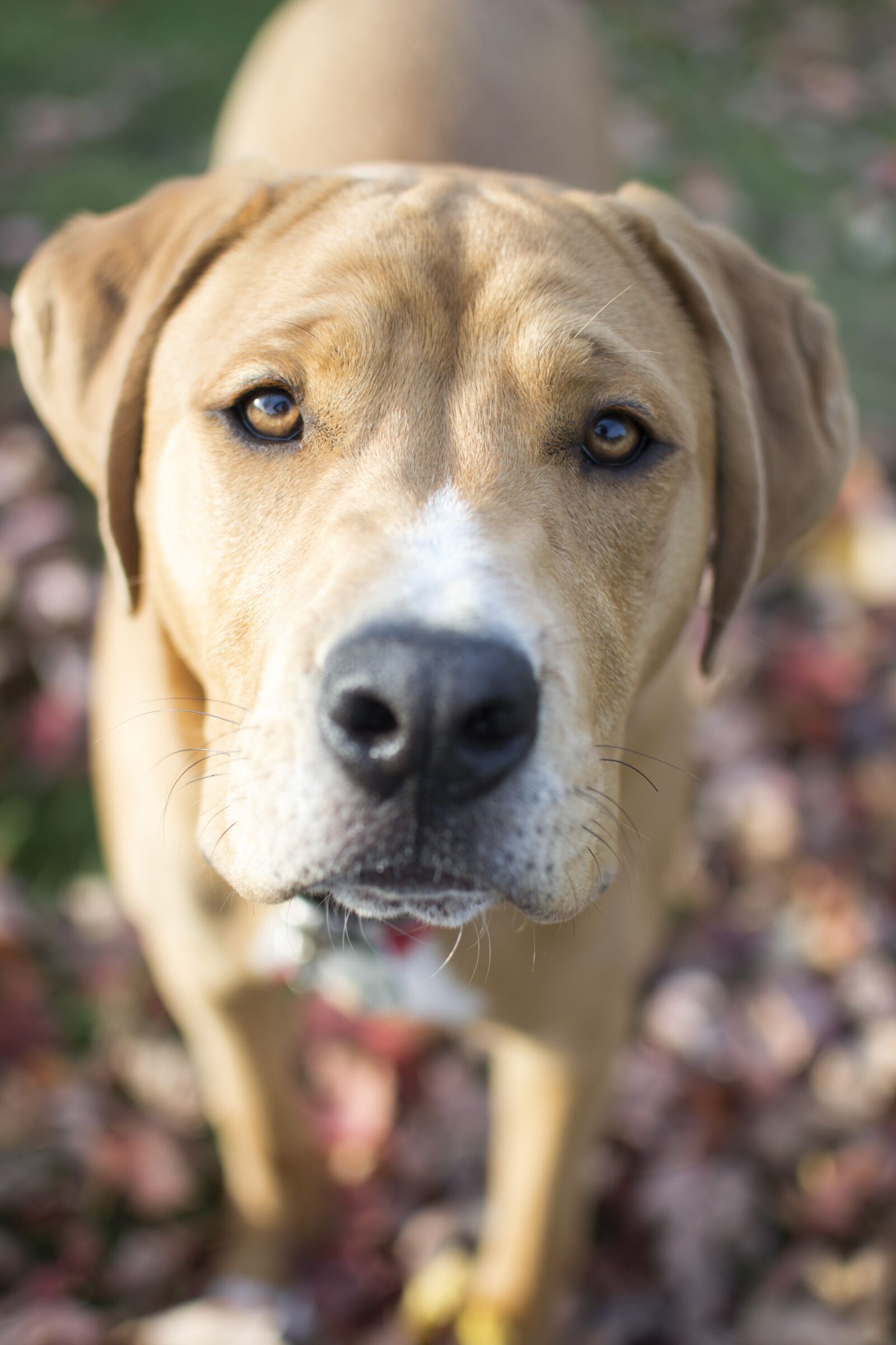 Nikon D3100 sample photo. Dog, puppy, tan photography