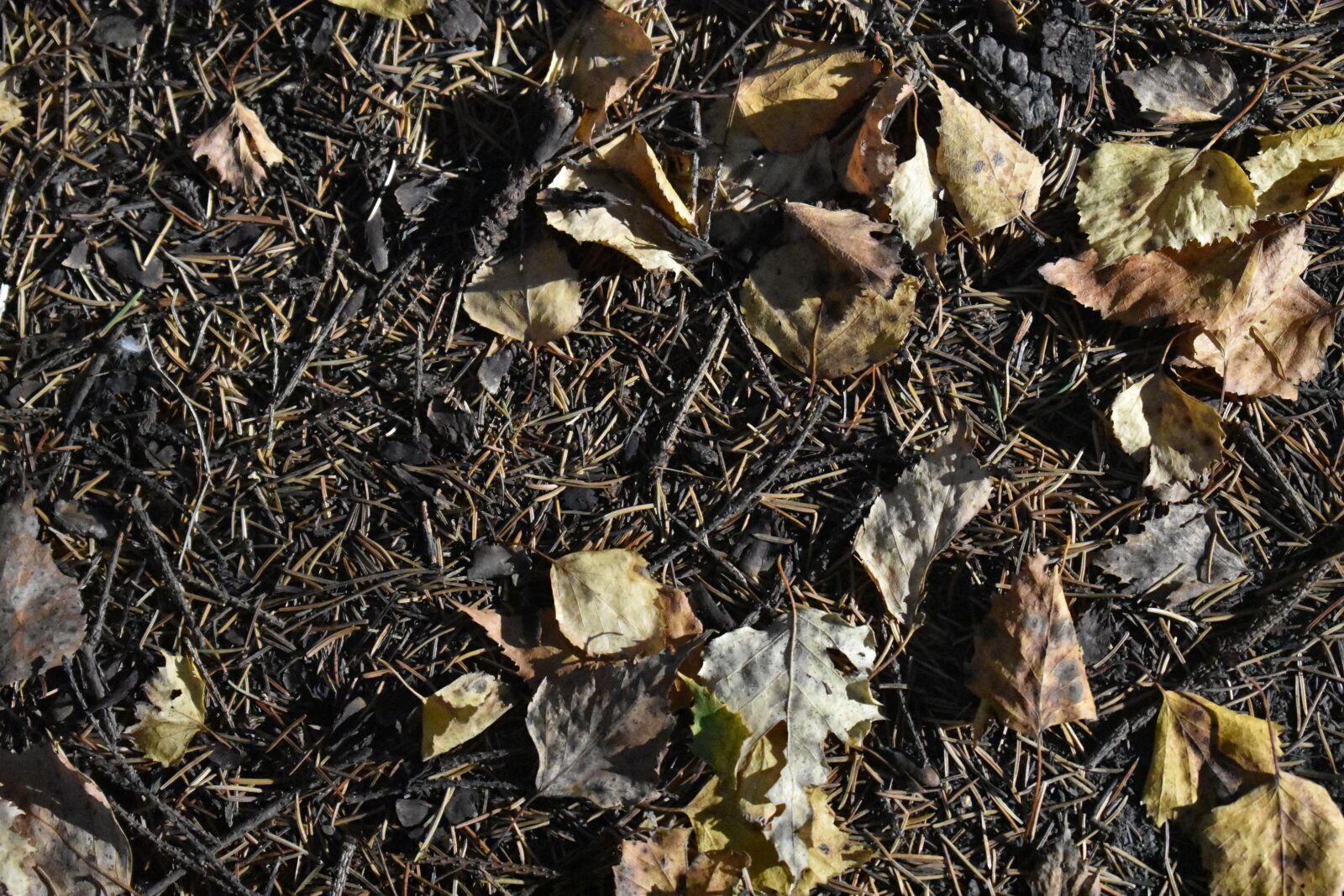 Nikon D3400 sample photo. Foliage, leaves, fallen photography