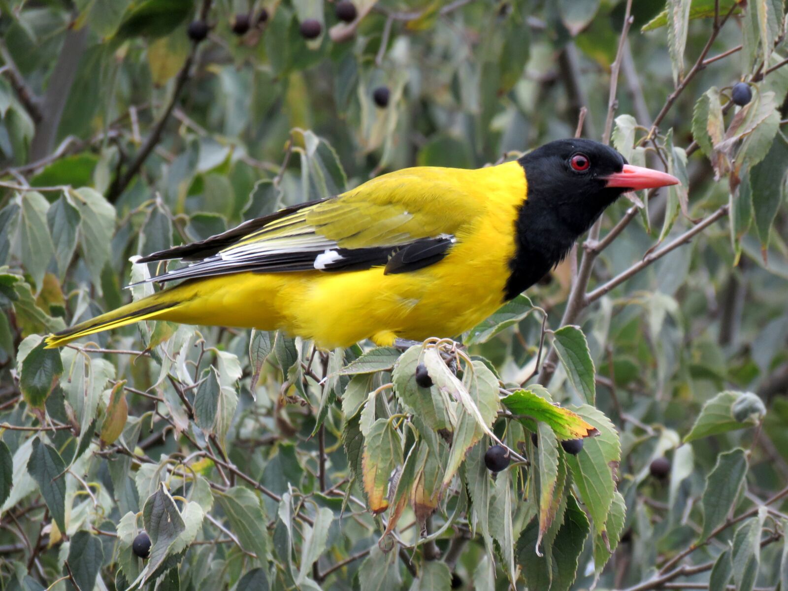 Canon PowerShot SX60 HS sample photo. Bird, oriole, golden oriole photography