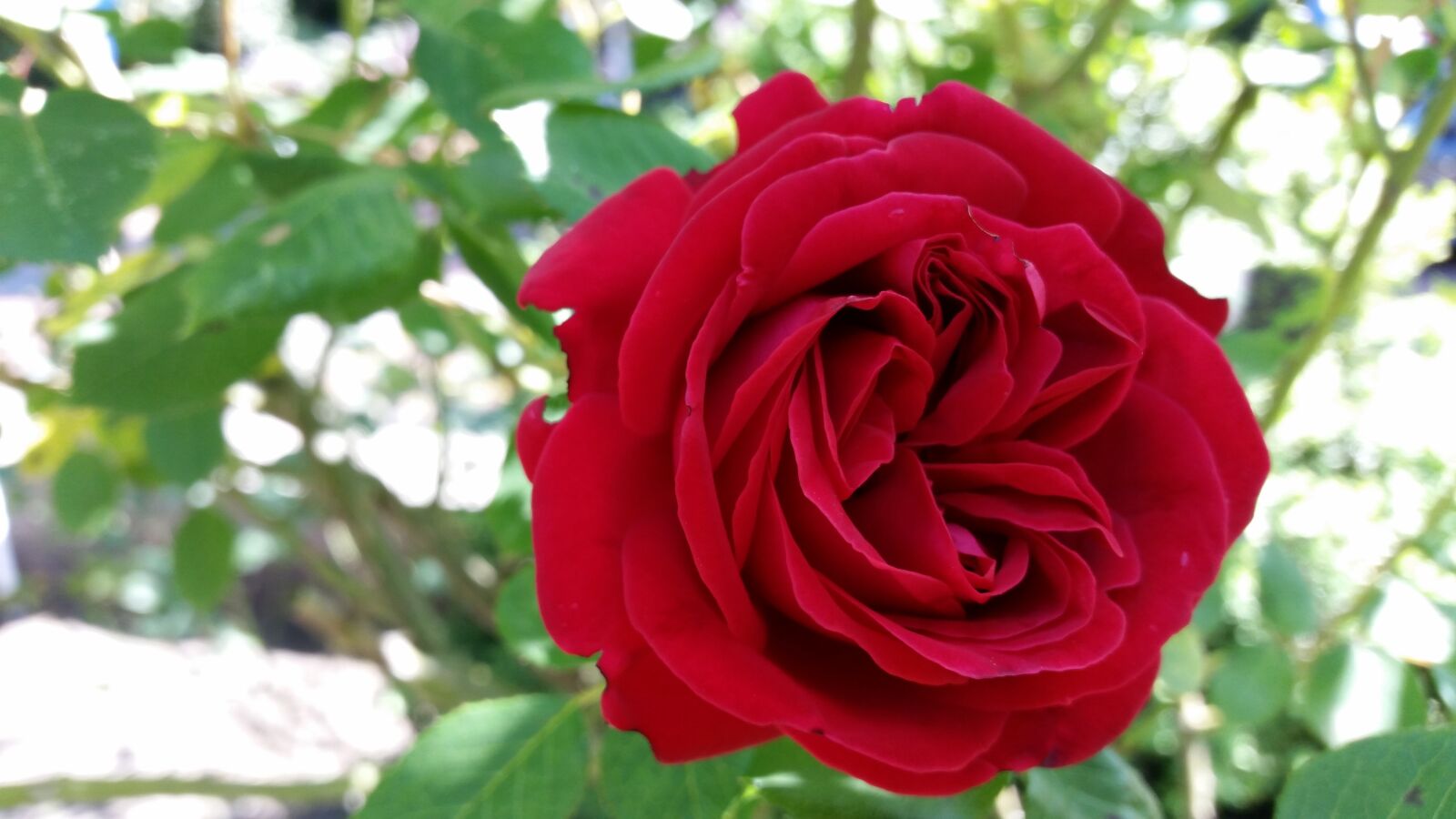 Samsung Galaxy S5 sample photo. Rose, flower, red photography