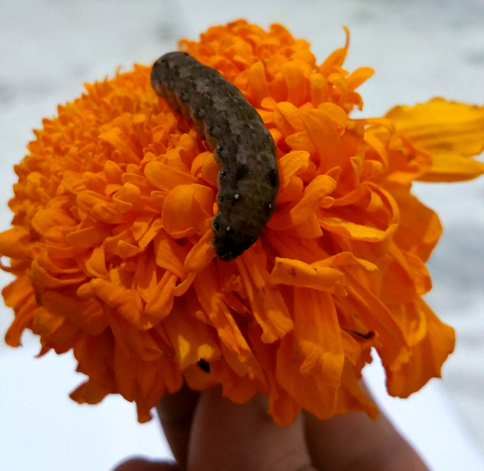 Samsung Galaxy Note4 sample photo. Flower, and, danger photography