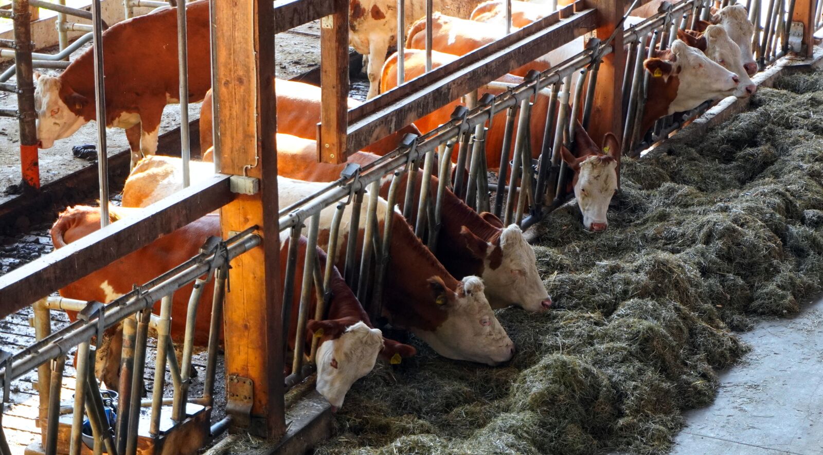 Sony a6400 sample photo. Cowshed, farm, cows photography