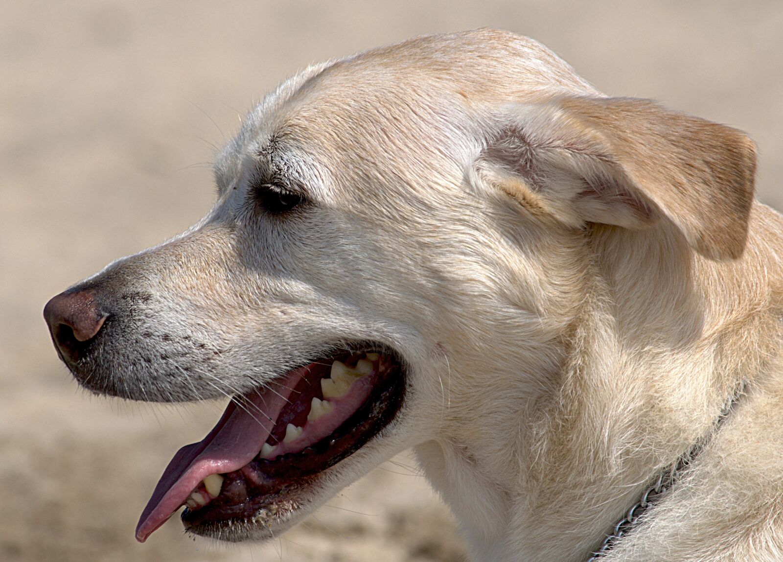 Nikon D5100 sample photo. Dogs, beach, wet photography