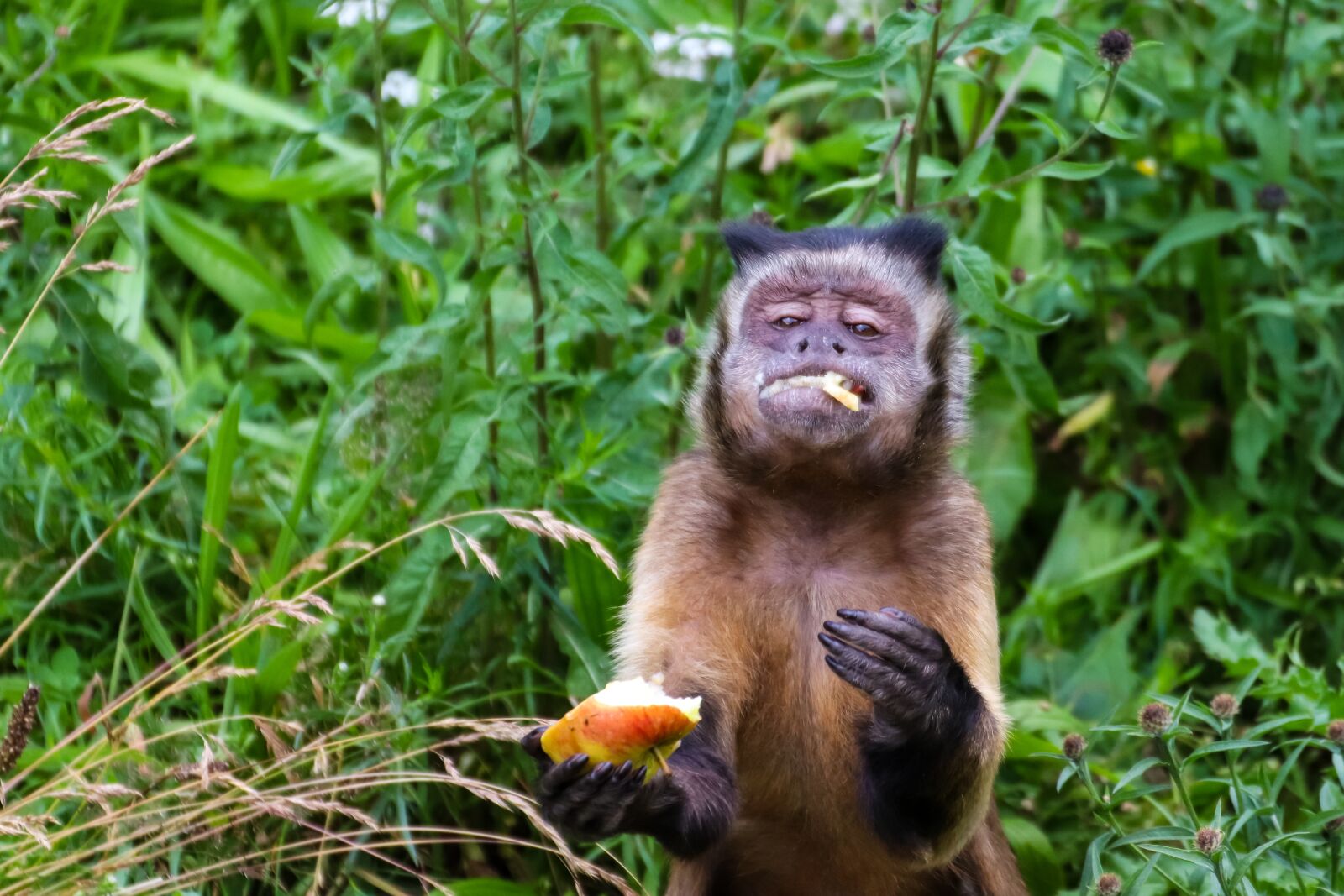 Canon EOS 800D (EOS Rebel T7i / EOS Kiss X9i) sample photo. Monkey, funny, animal photography