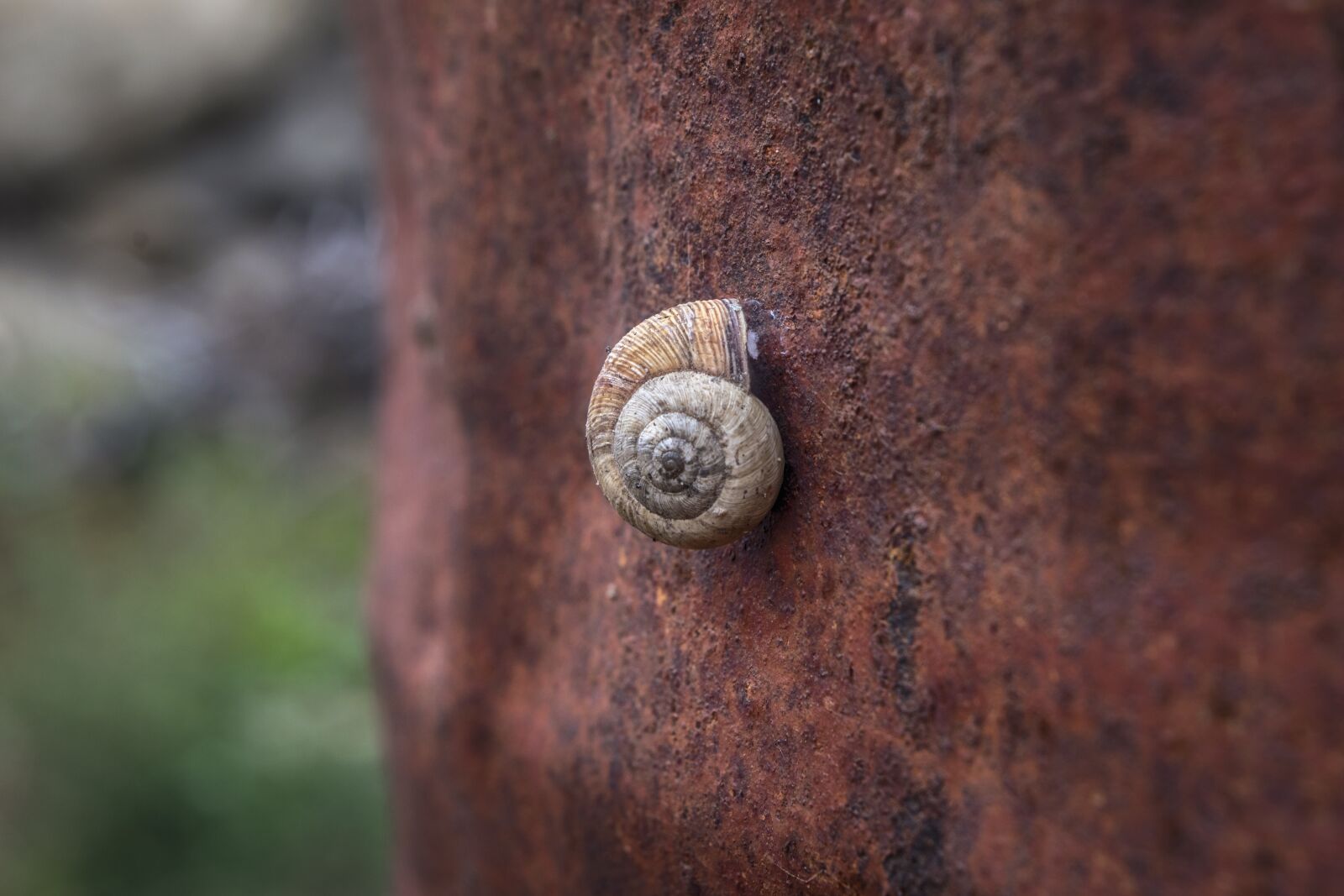 Nikon D3300 sample photo. Snail, shell, spiral photography