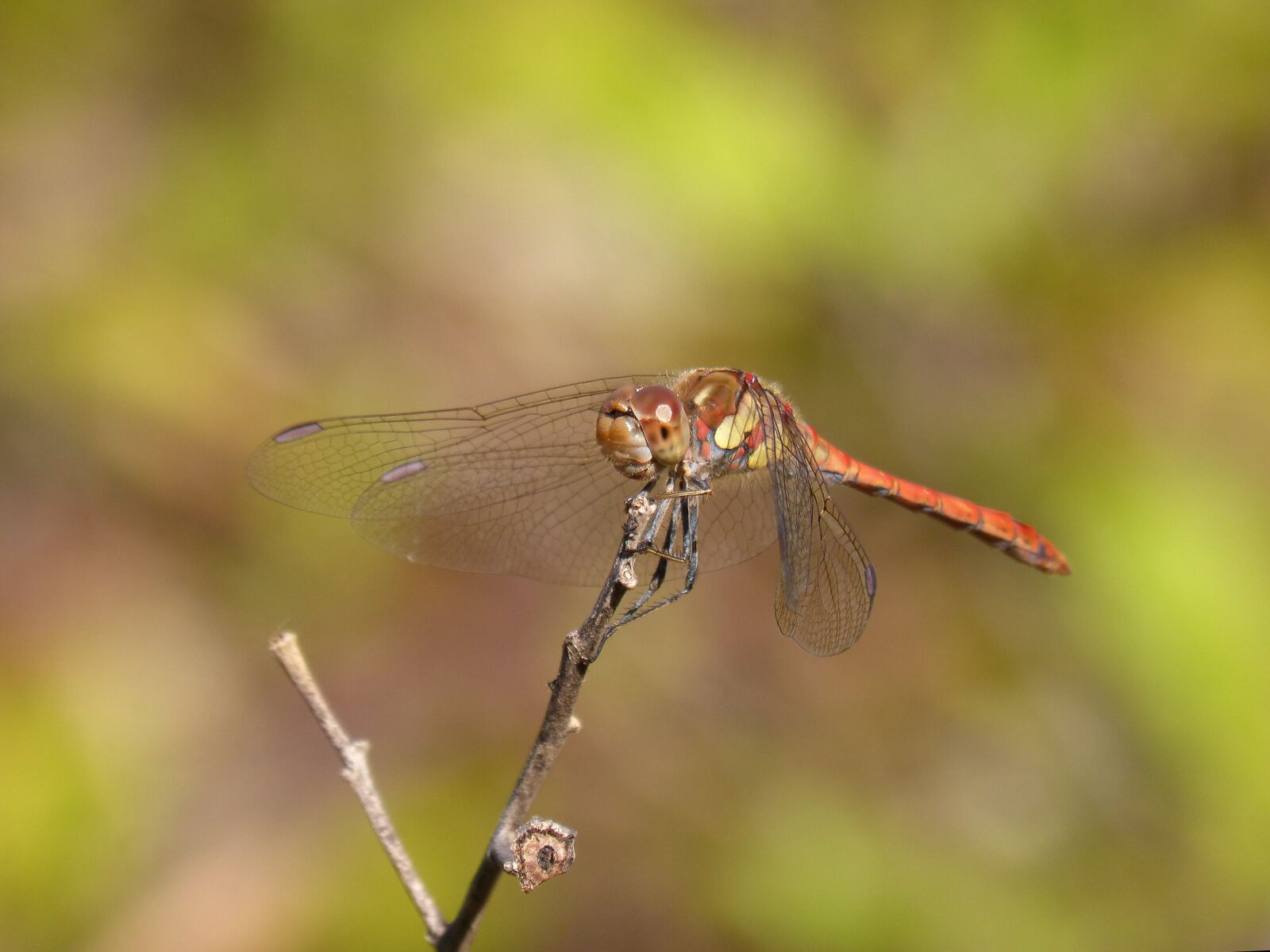 Panasonic DMC-FZ62 sample photo. Dragonfly, sympetrum striolatum, branch photography