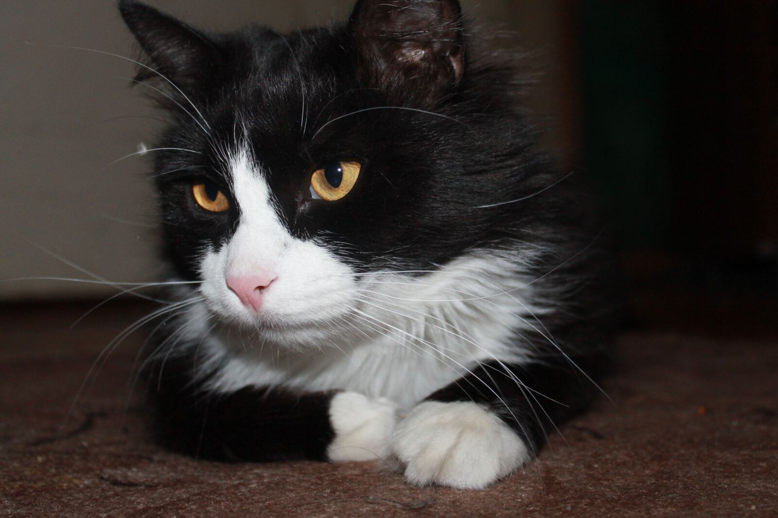 Canon EOS 1100D (EOS Rebel T3 / EOS Kiss X50) sample photo. Cat, home, housecat photography